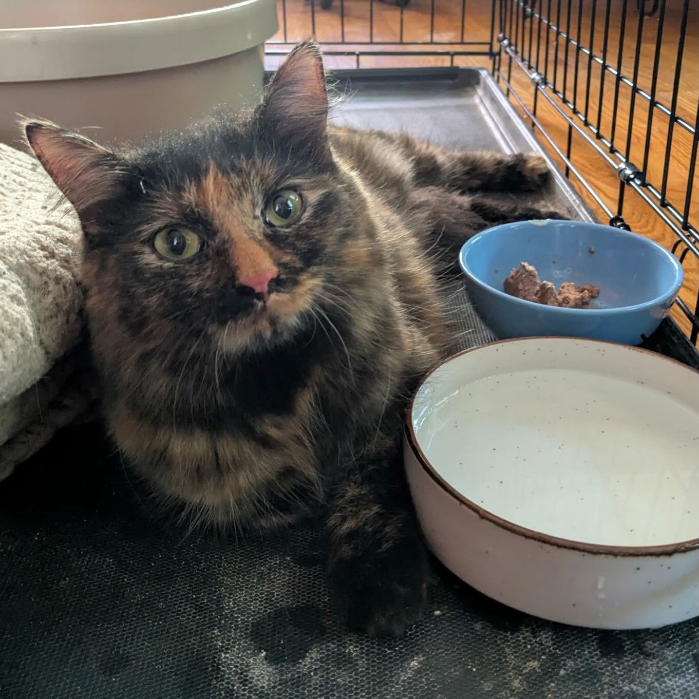 New arrival to the Cats of Oakdale collective. This little lady has a beautiful face and seriously matted fur! We&rsquo;ll be getting her some help with her tricky knots and figuring out where she lands next! 😻😻