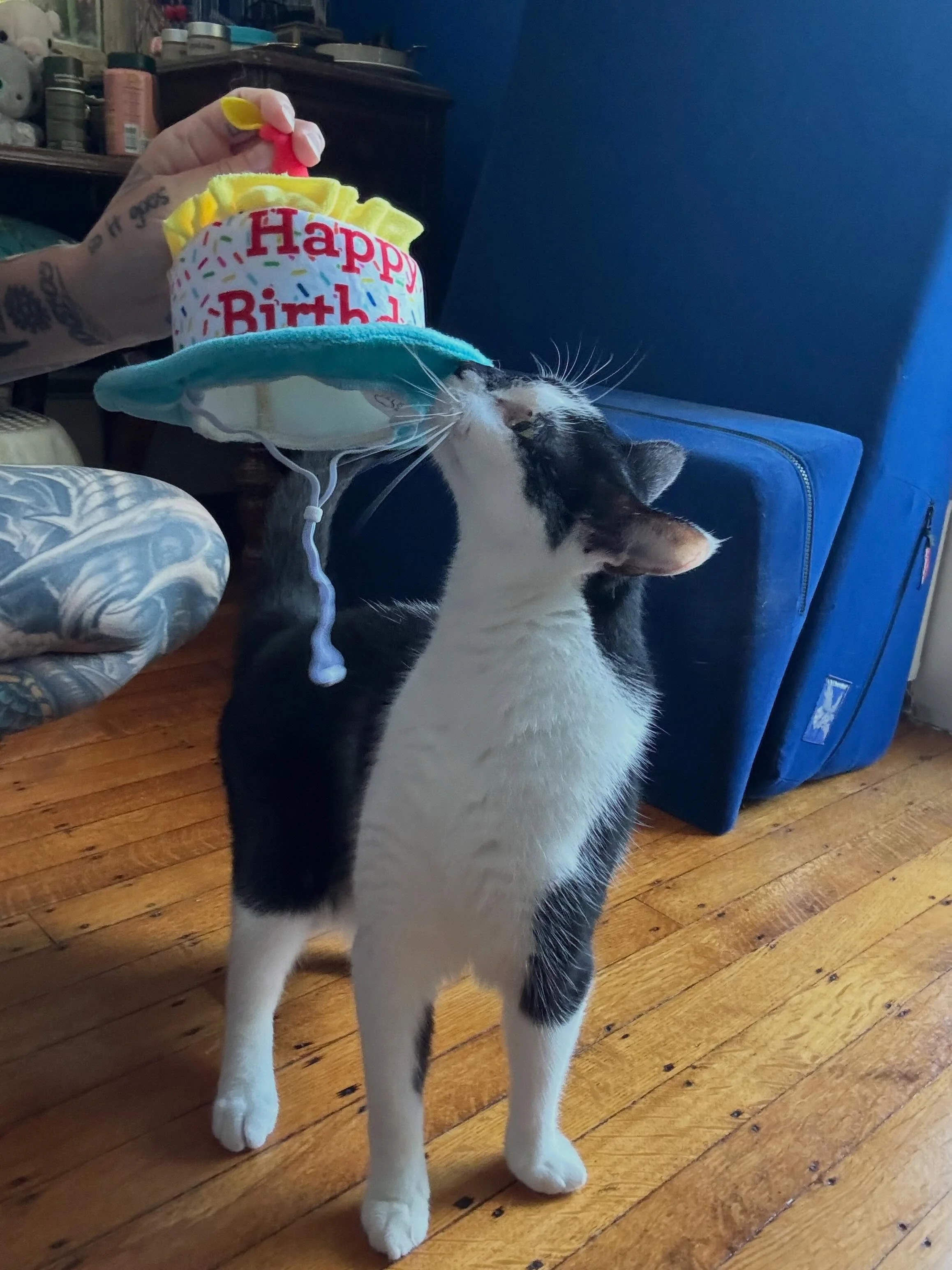 Today is Rio&rsquo;s birthday. We adopted her from @dakinhumanesociety when she was just a tiny Spirit kitten. She will forever be one of my favorite little maniacs who lives here. 😻😻