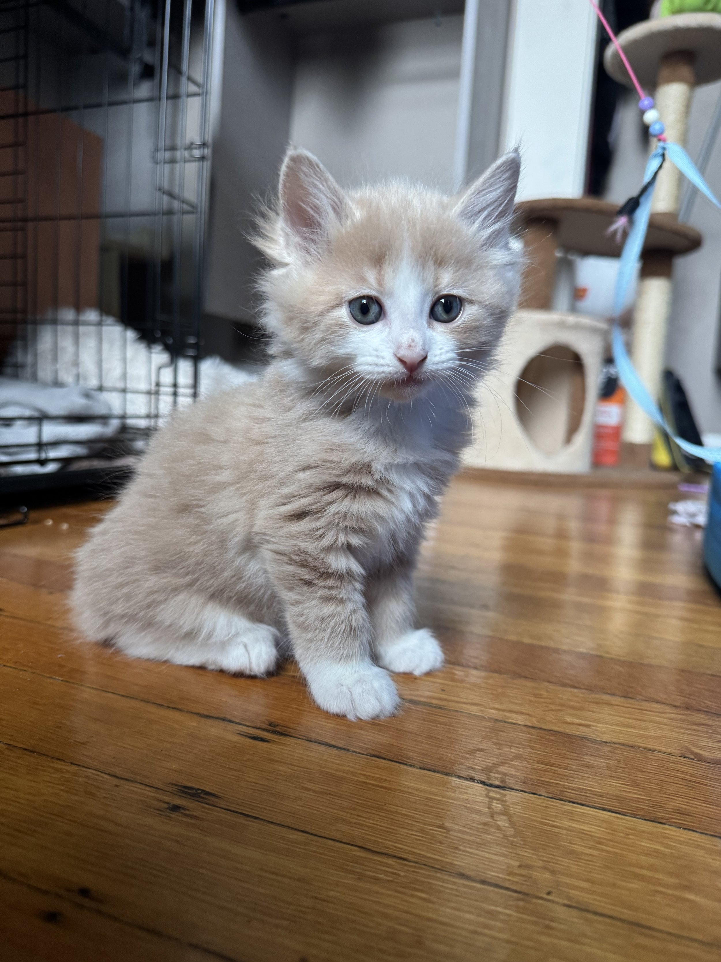 Nacho (Kitten of Priscilla) - Will be adopted in May 2025