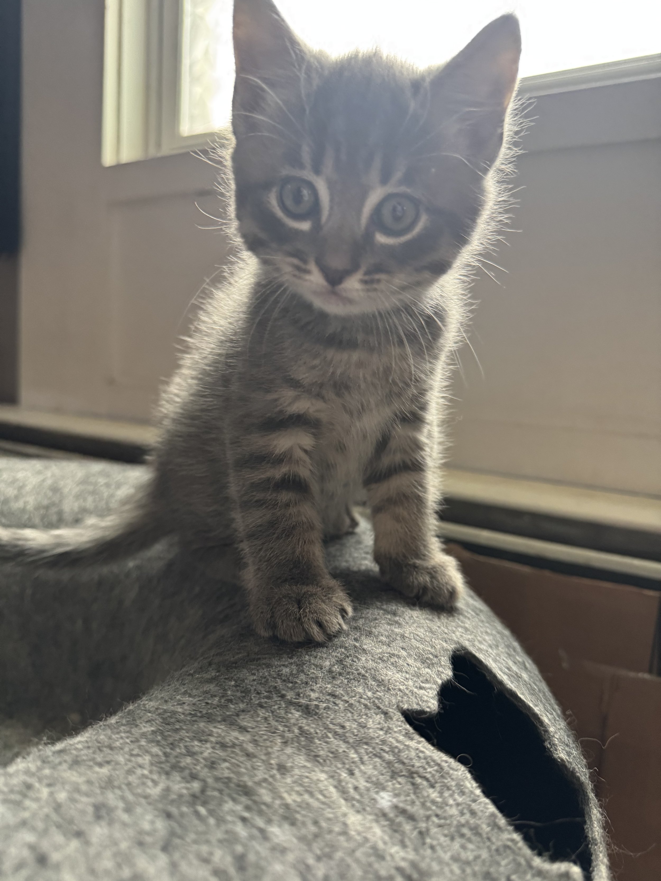 Spicy Beans/Scrombles The Death Dealer (Kitten of Priscilla) - Will be adopted in May 2025