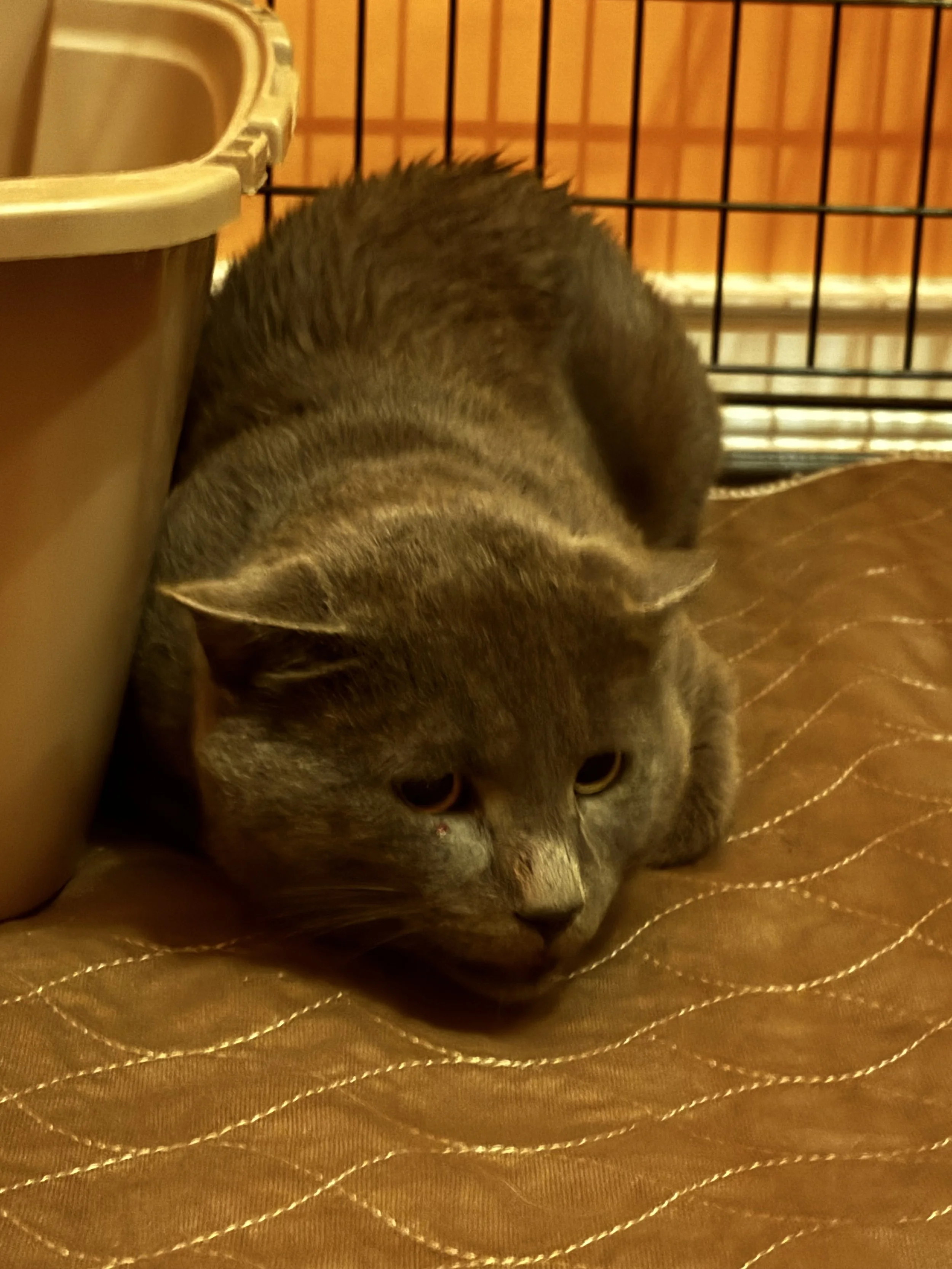 Alexander [The Great] - ADOPTED