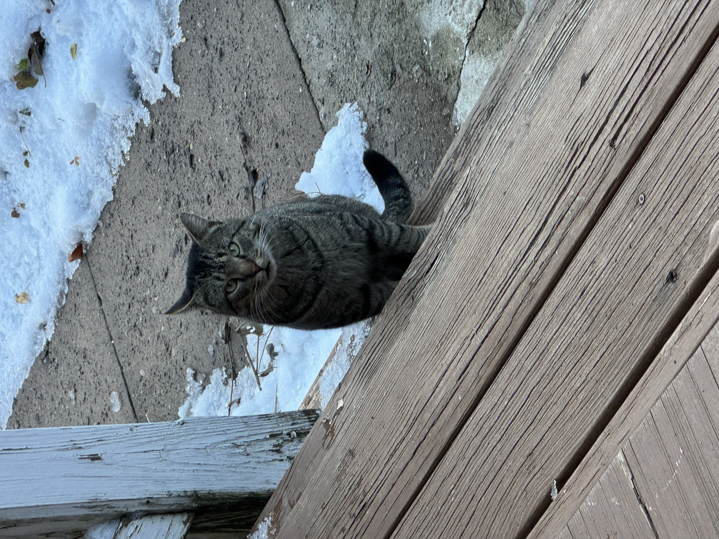 [unnamed] - Current Stray or Feral (12/2025)