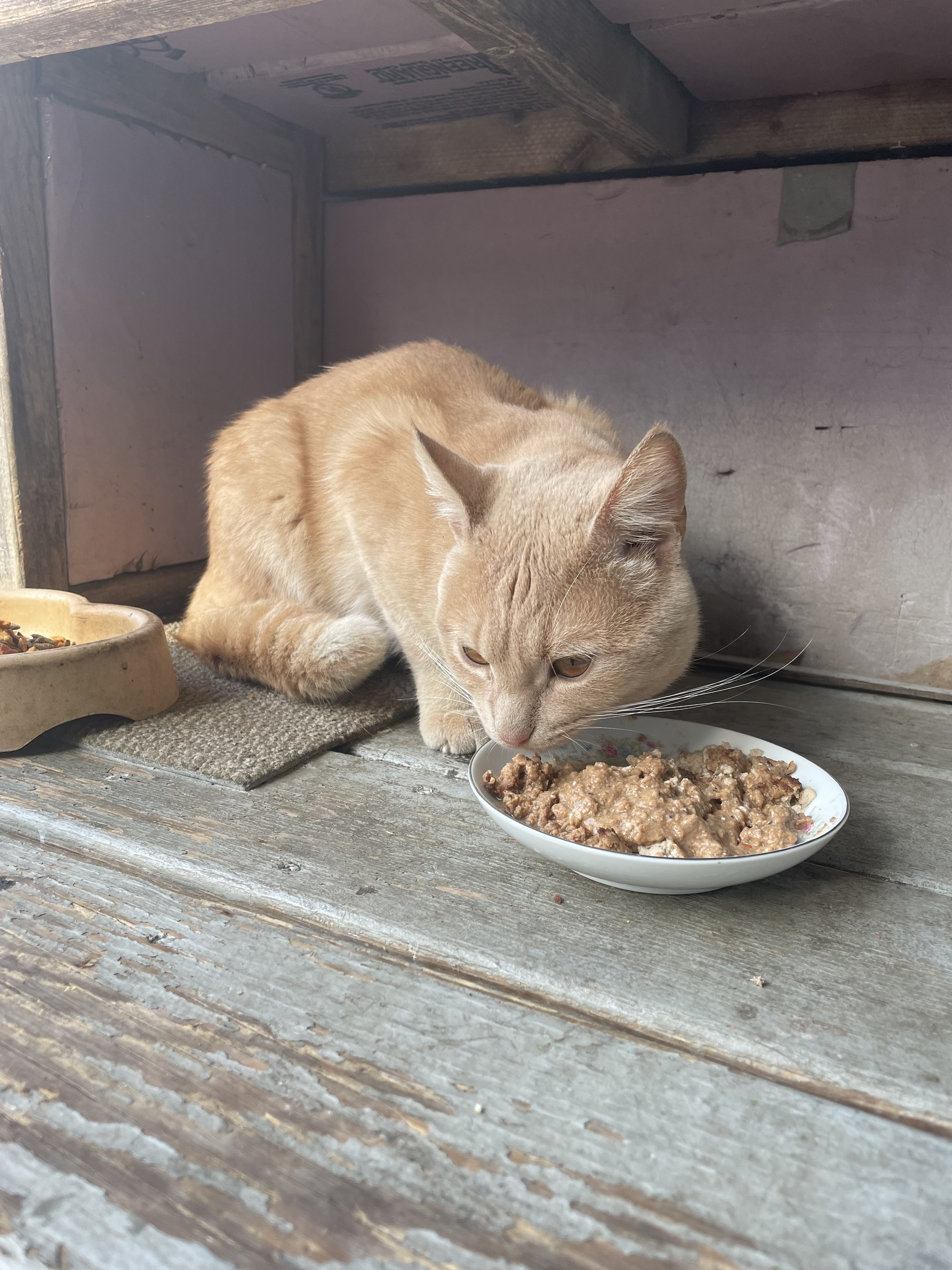 Ginger Boy - Status Unknown