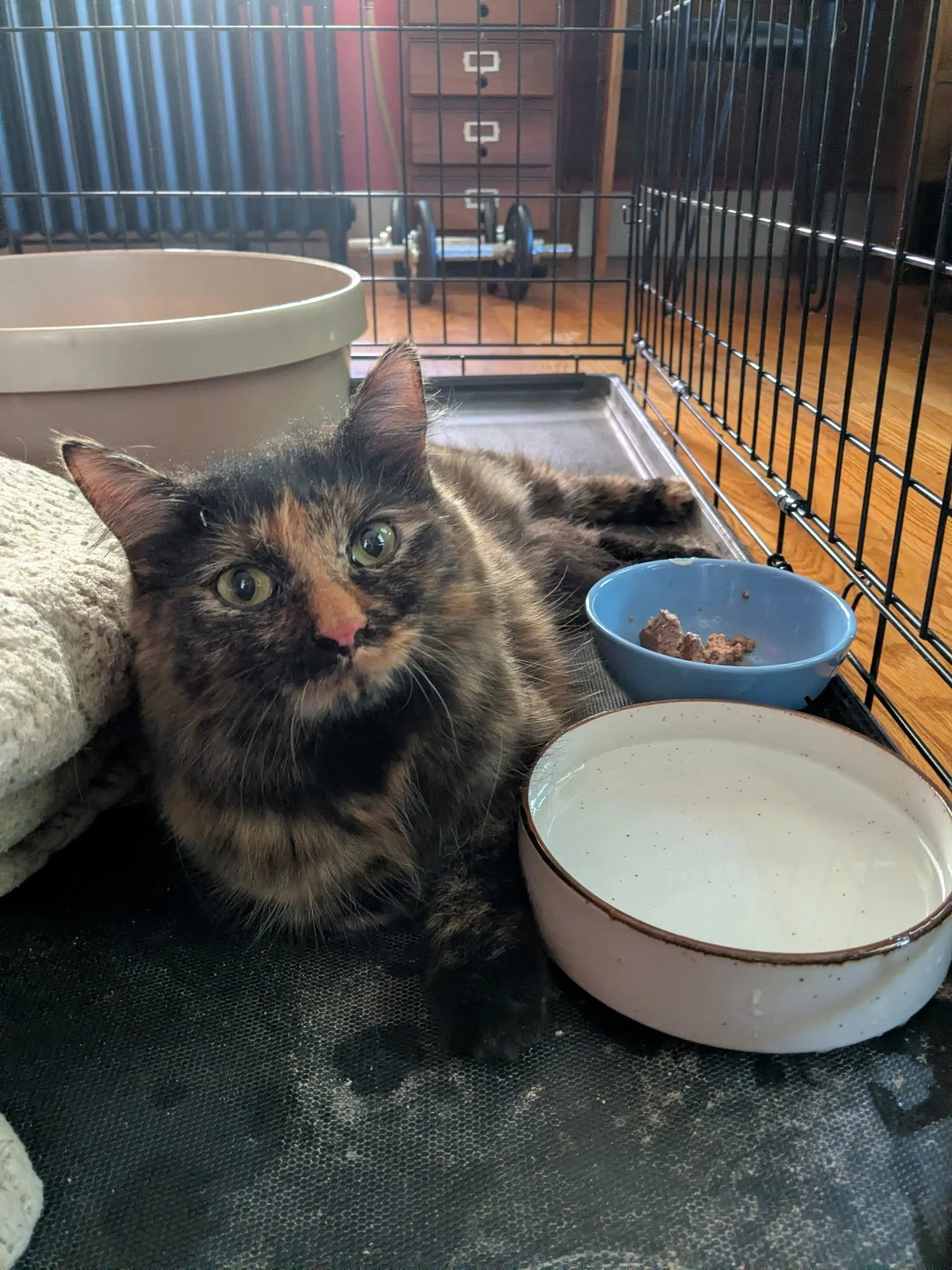 Taken to TJO for Adoption