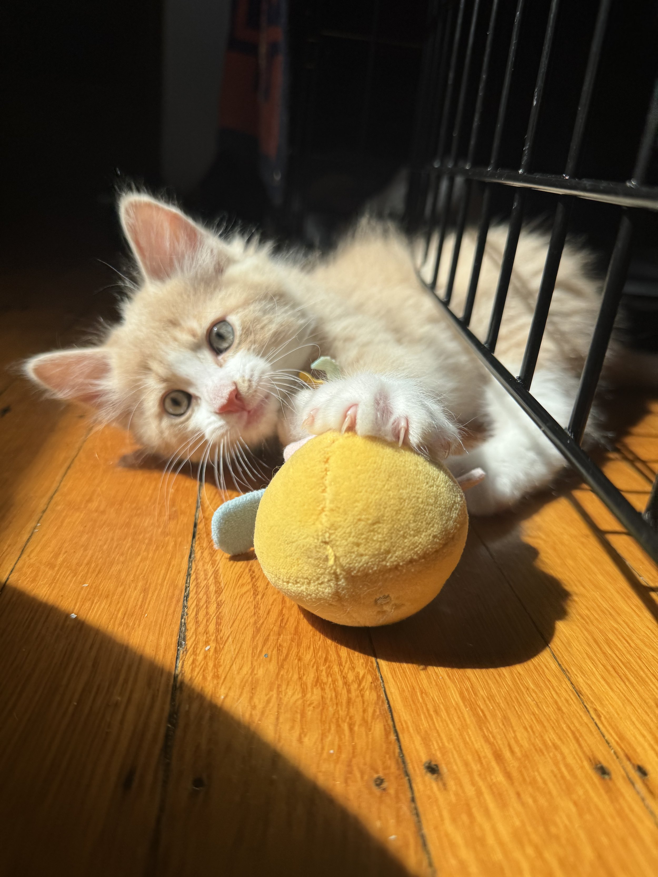 Cheddar (Kitten of Priscilla) - Will be adopted in May 2025