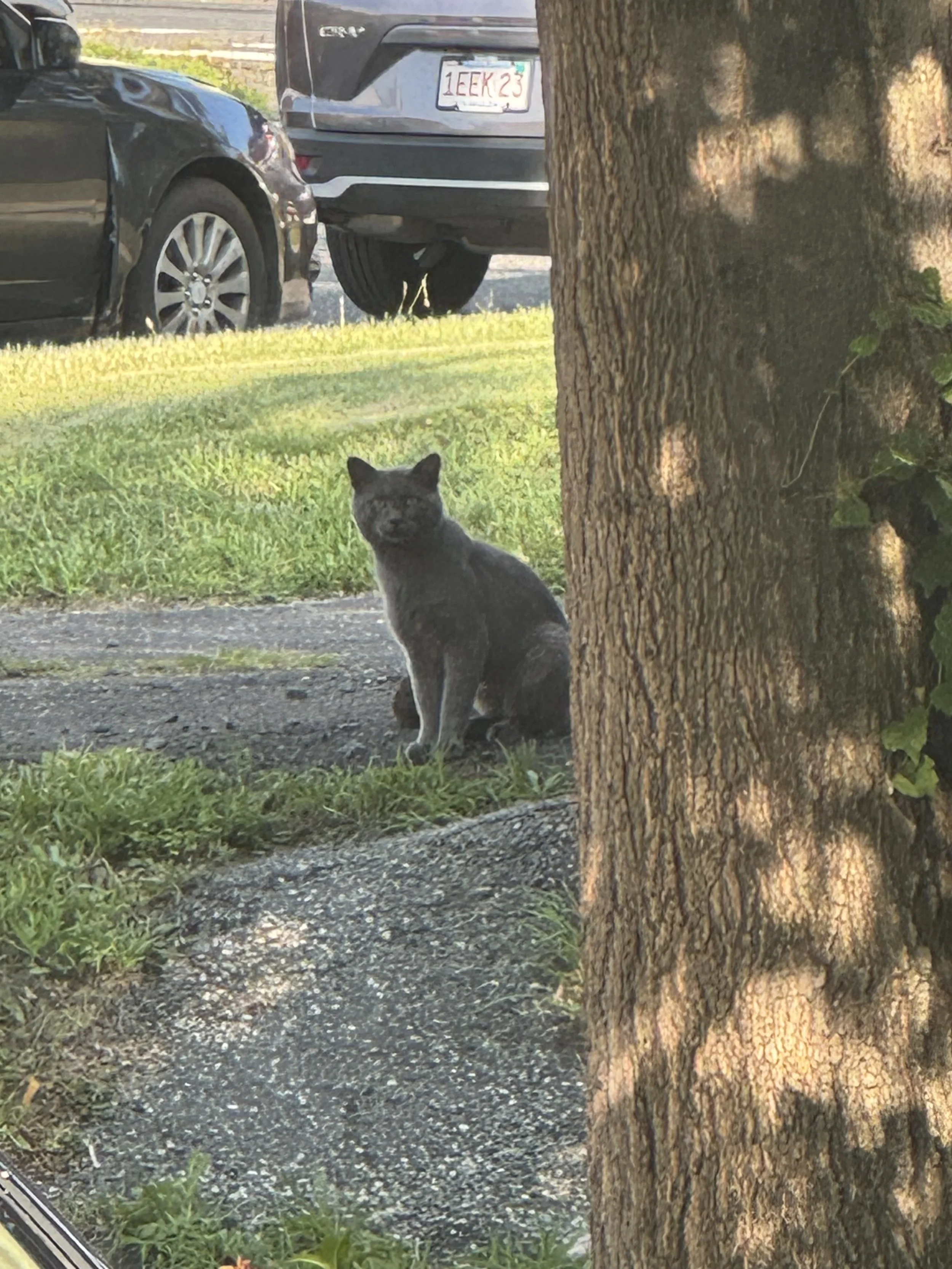 New Gray Boy - Current Stray (08/2026)