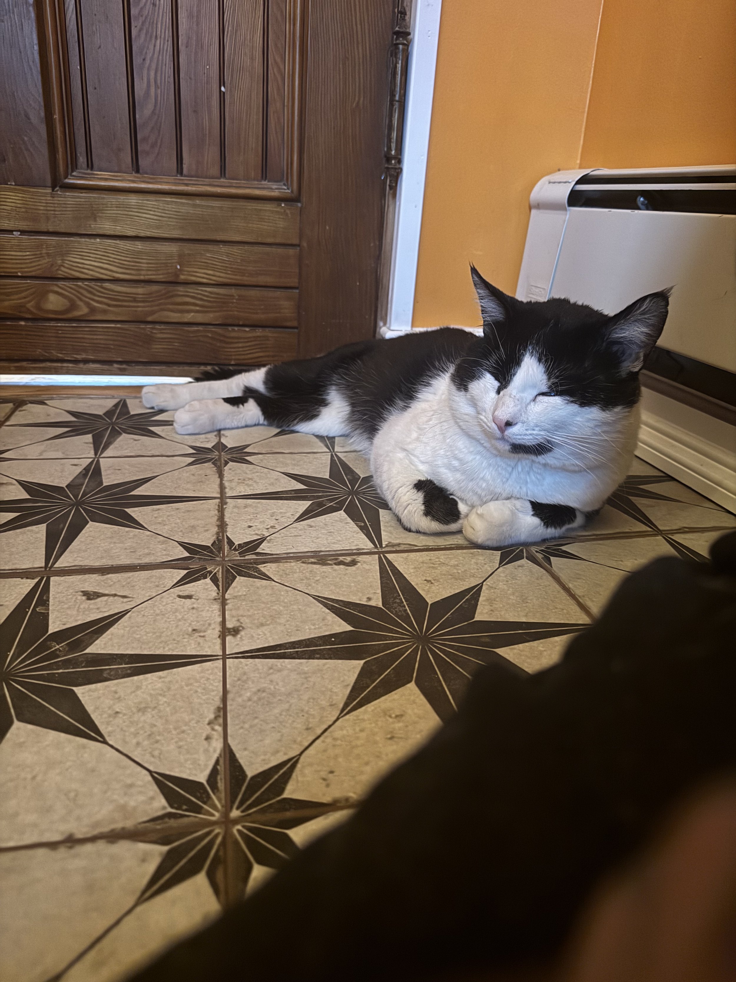Oreo - Taken to TJO for Adoption