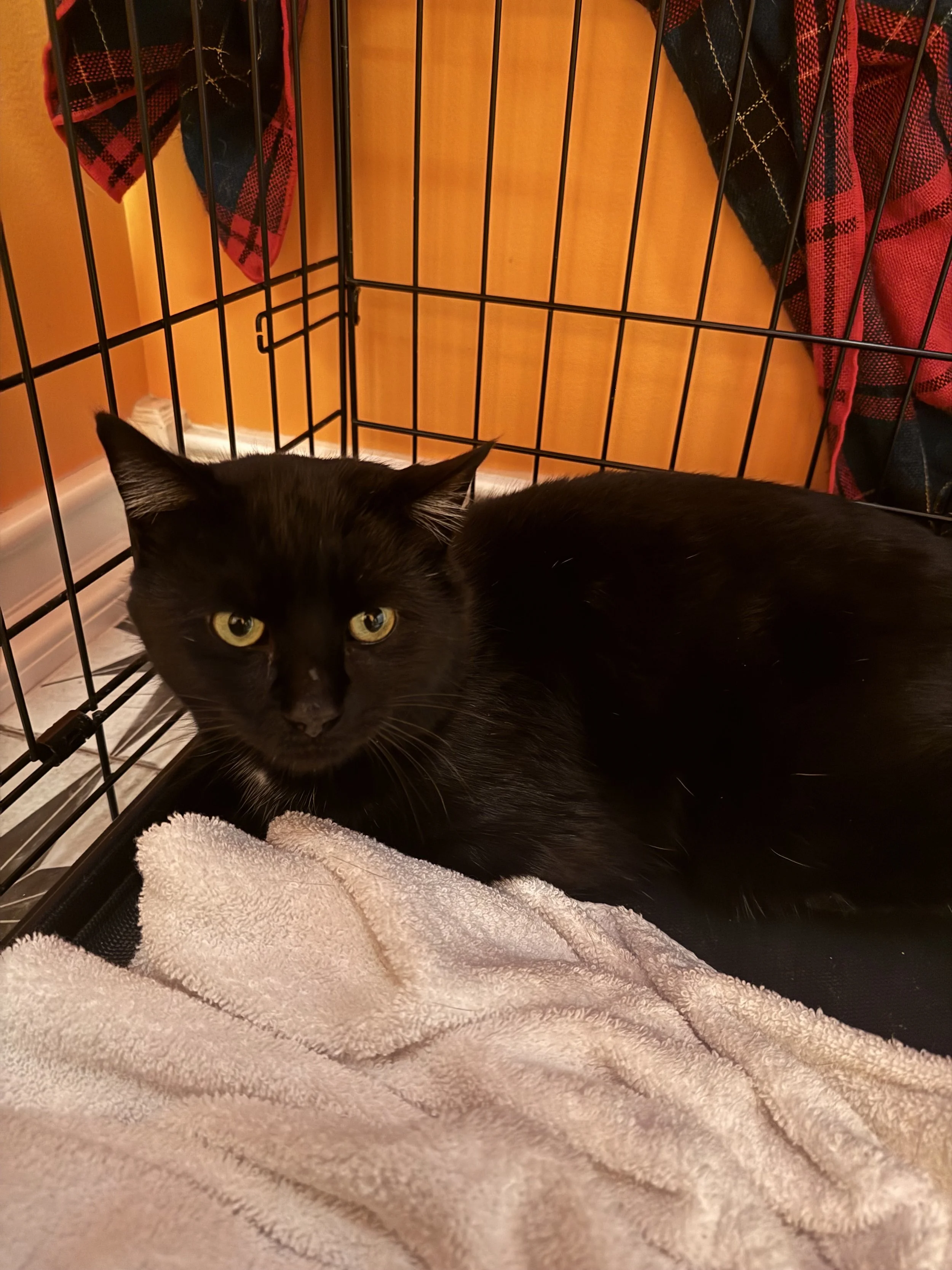 Beauregard - TNRed Downtown Holyoke