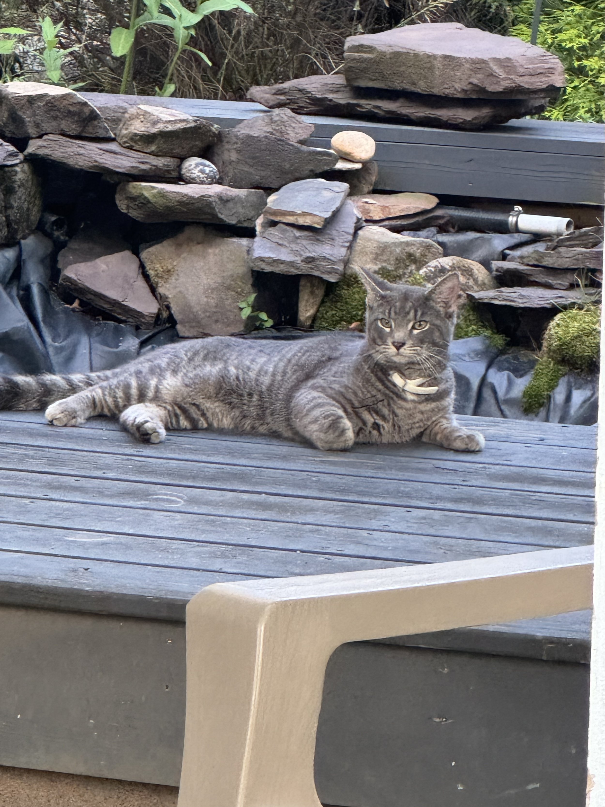 Alfie - Spotted 06/2025