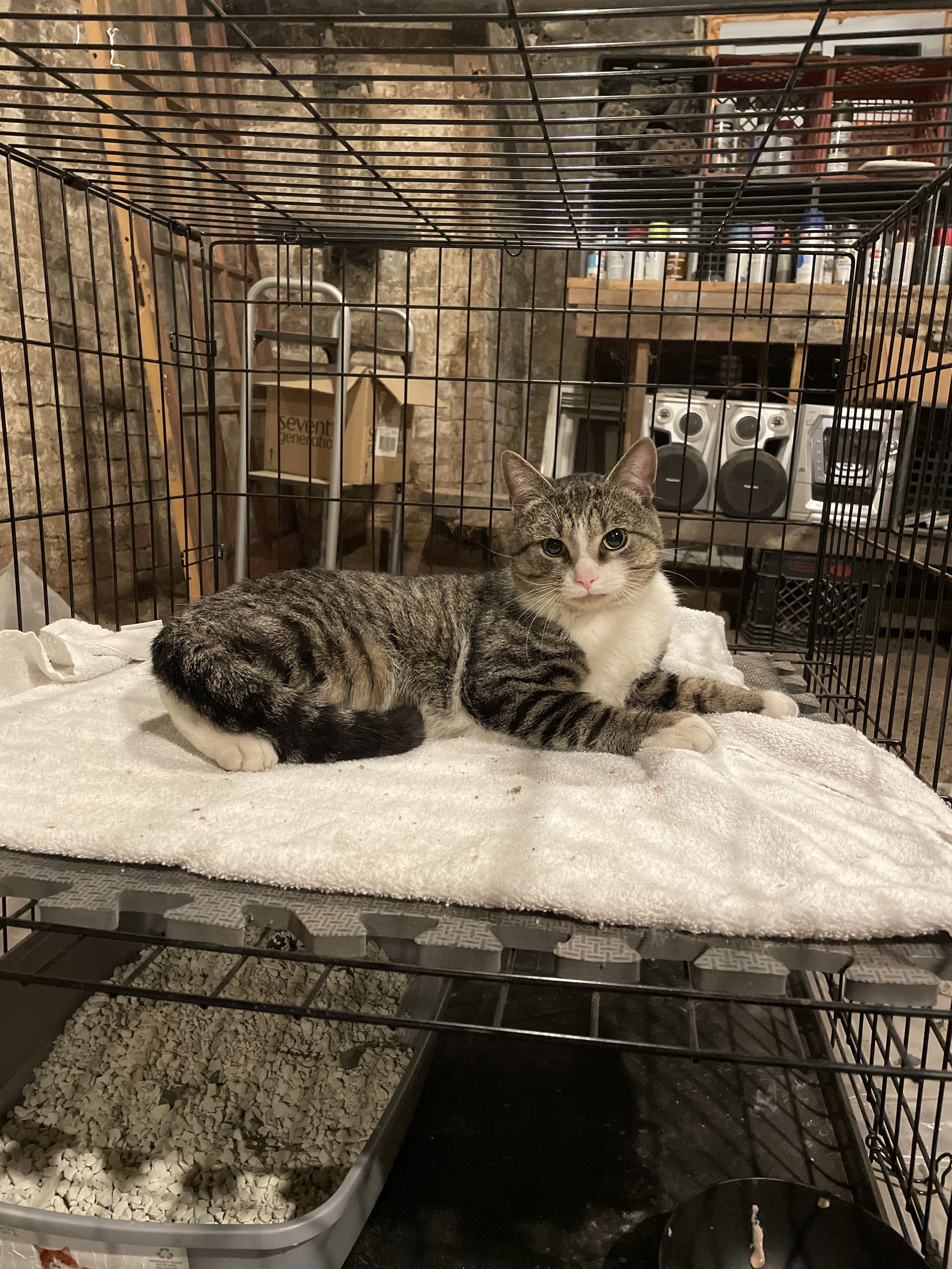 Bernard - ADOPTED