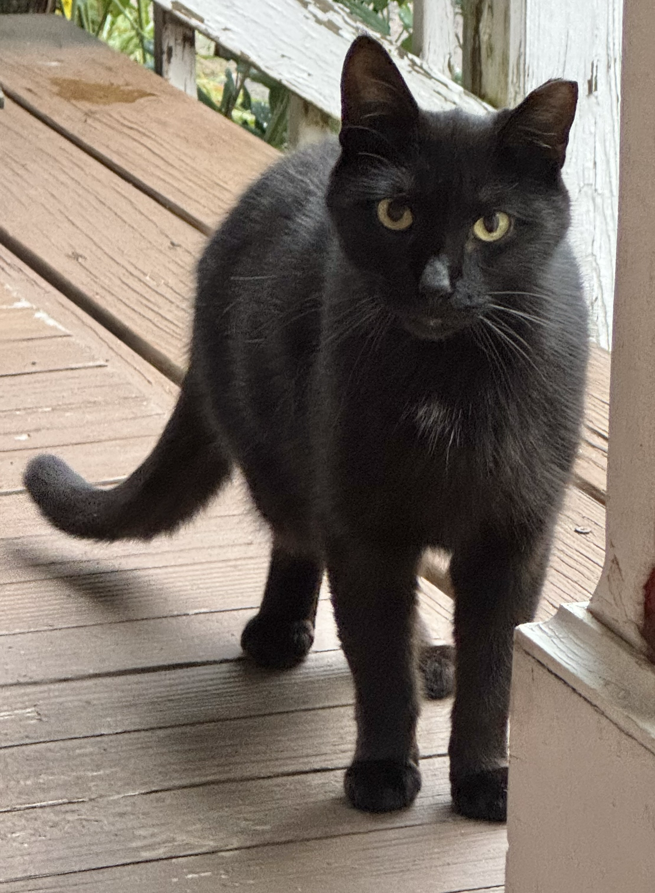 Pepper - Current Stray (11/2025)