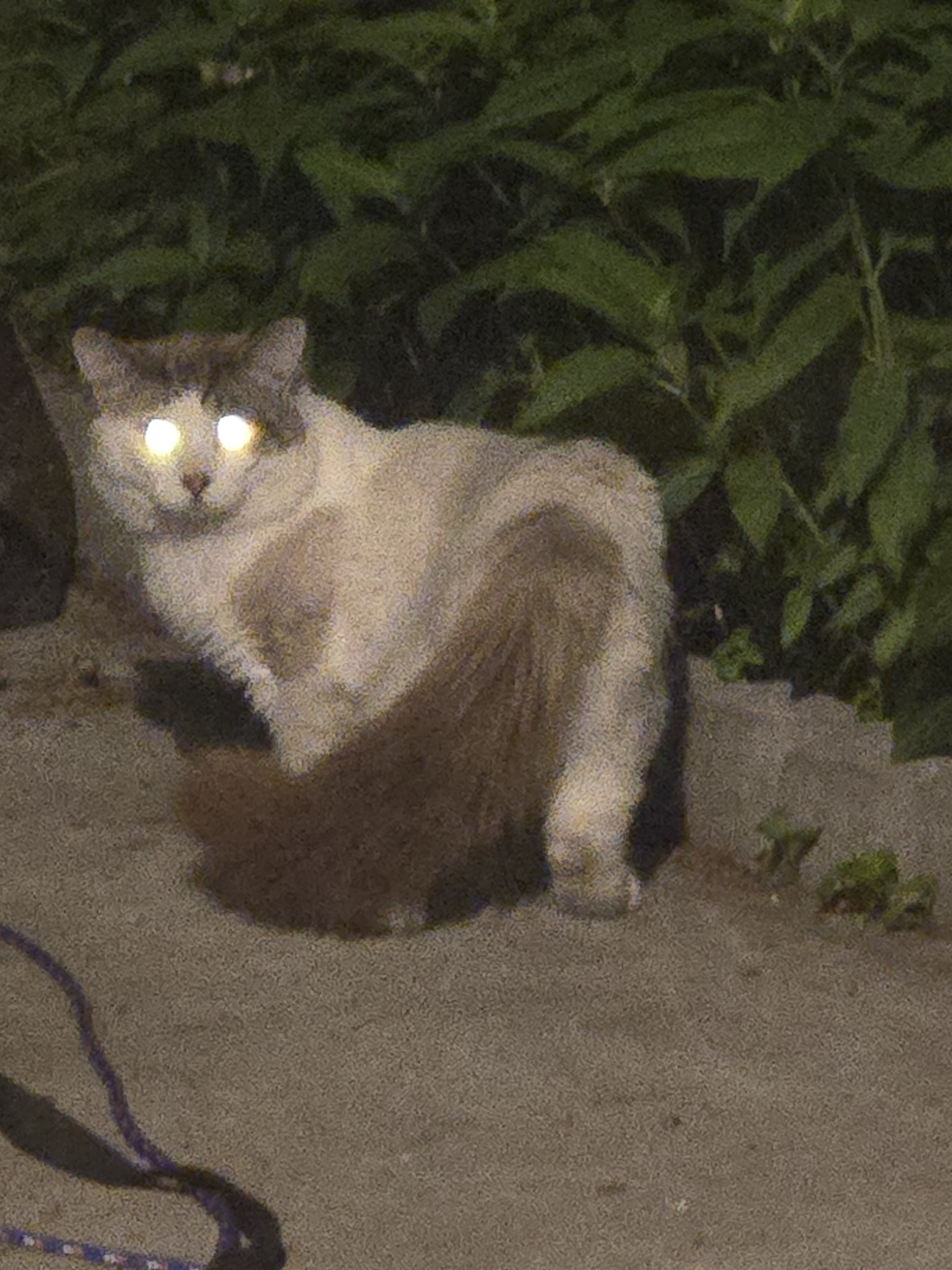 Current Stray (08/2026)