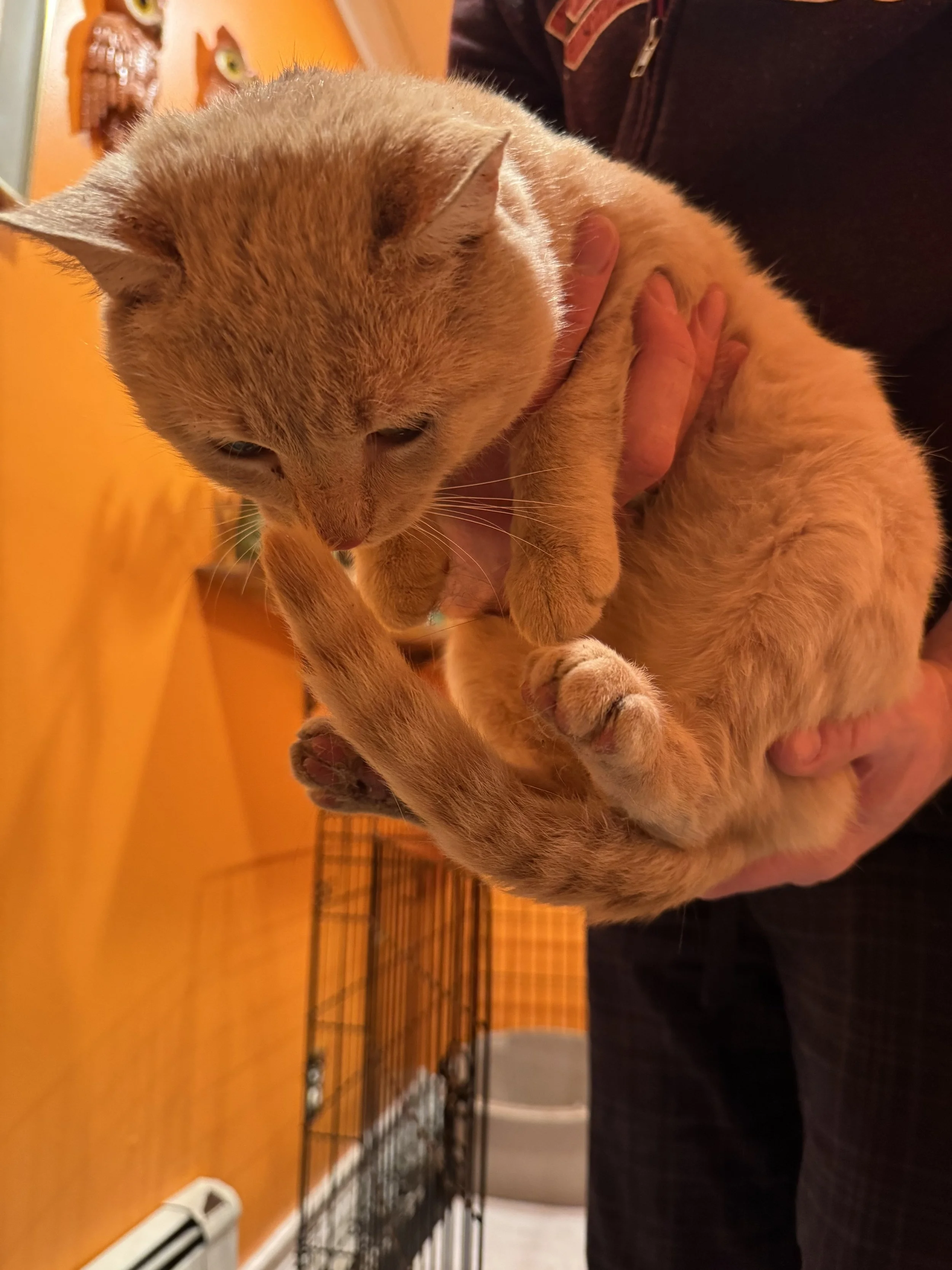 Julius - Taken to TJO for Adoption