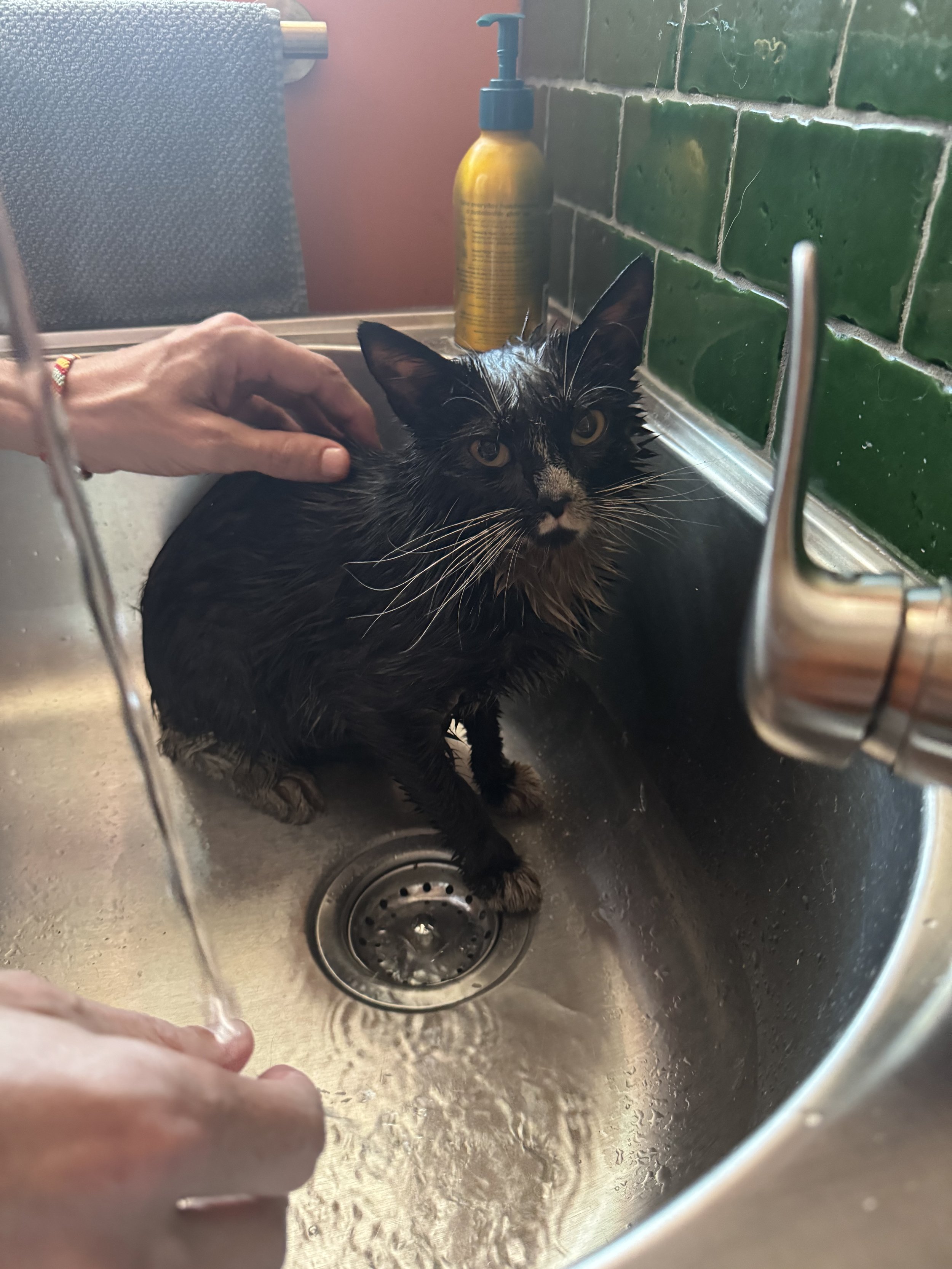 Shadow - Taken to TJO for Adoption