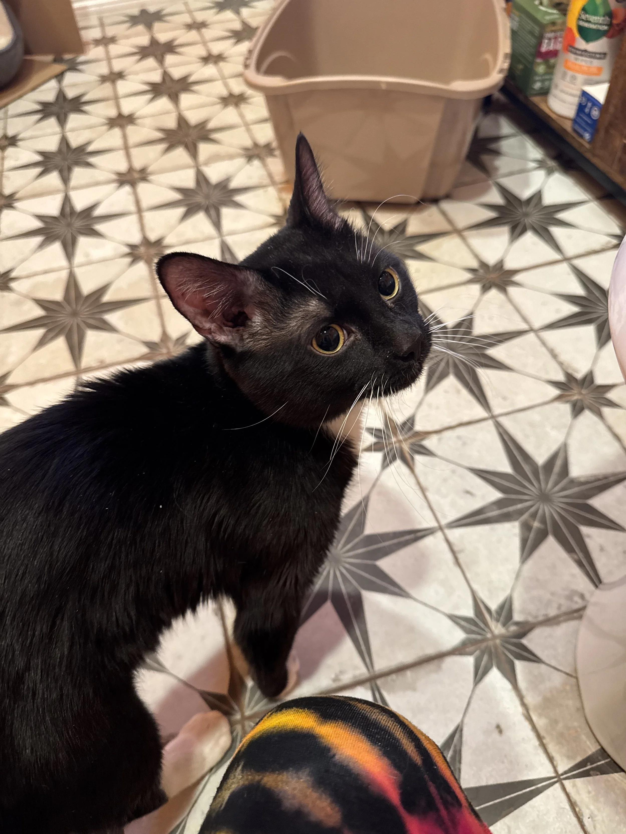 Cosmo - Taken to TJO for Adoption