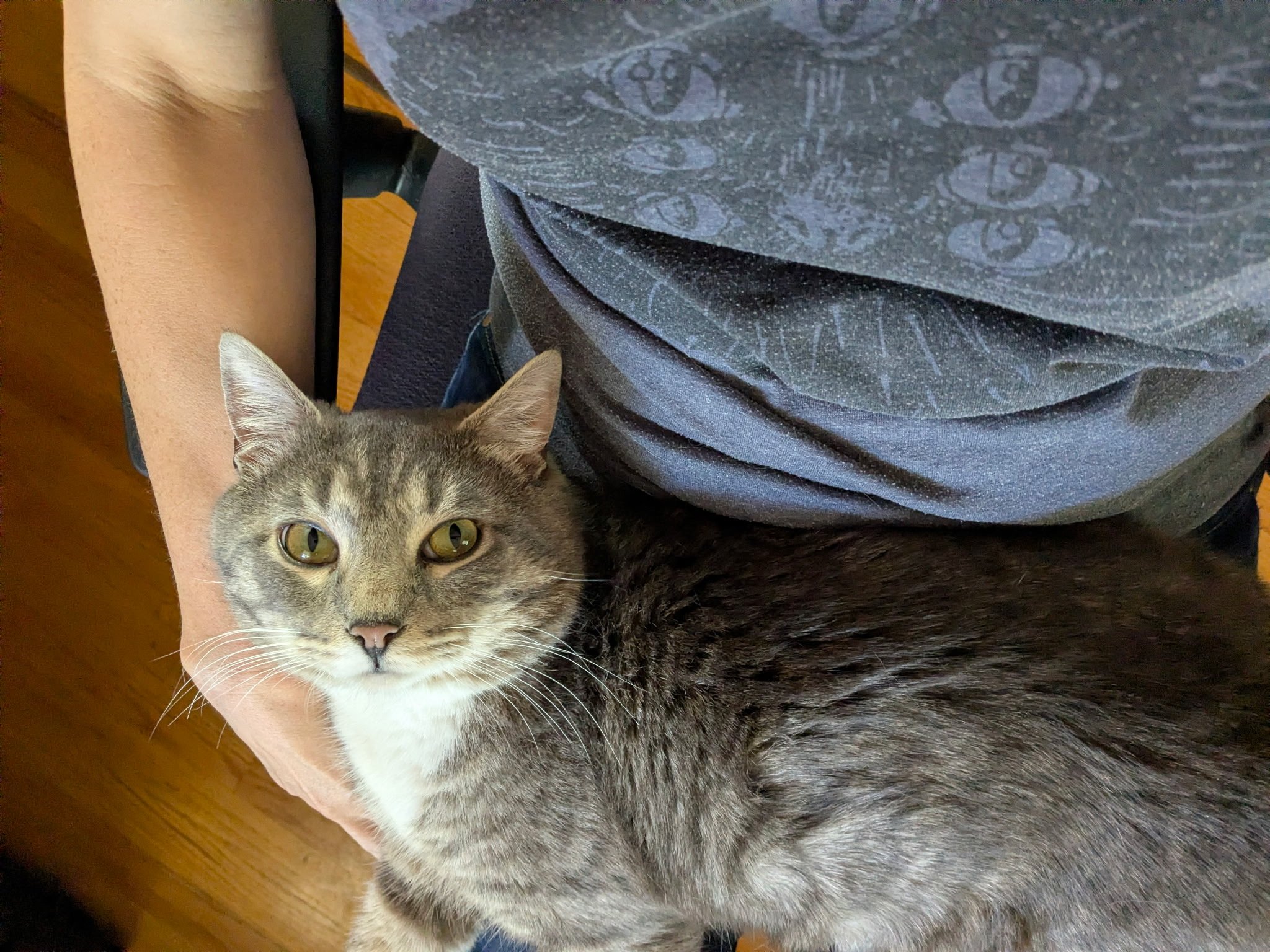 Taken to TJO for Adoption