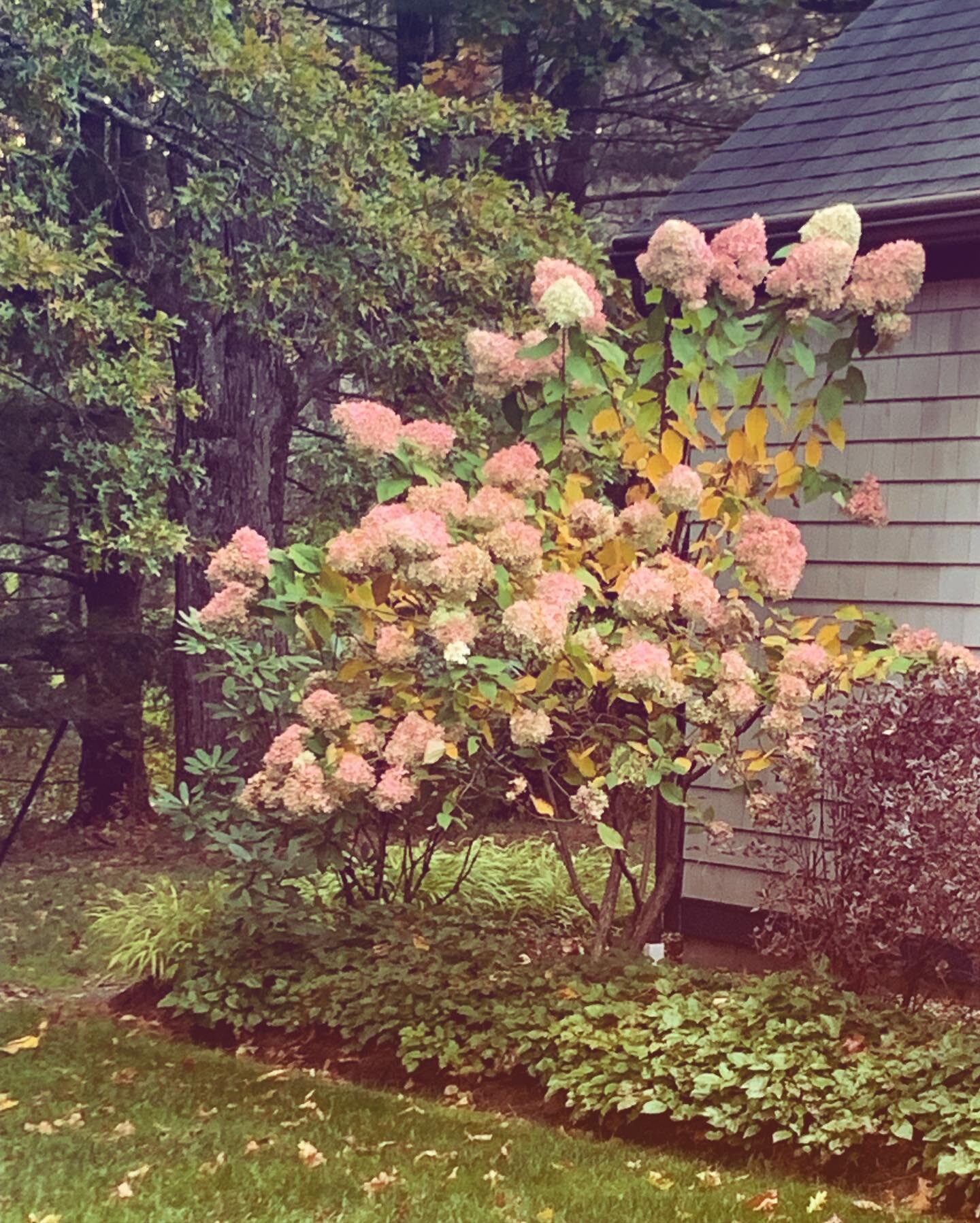 Fall flowers coming at ya from MHL!!!
#garden #hydrangeas #landscaping