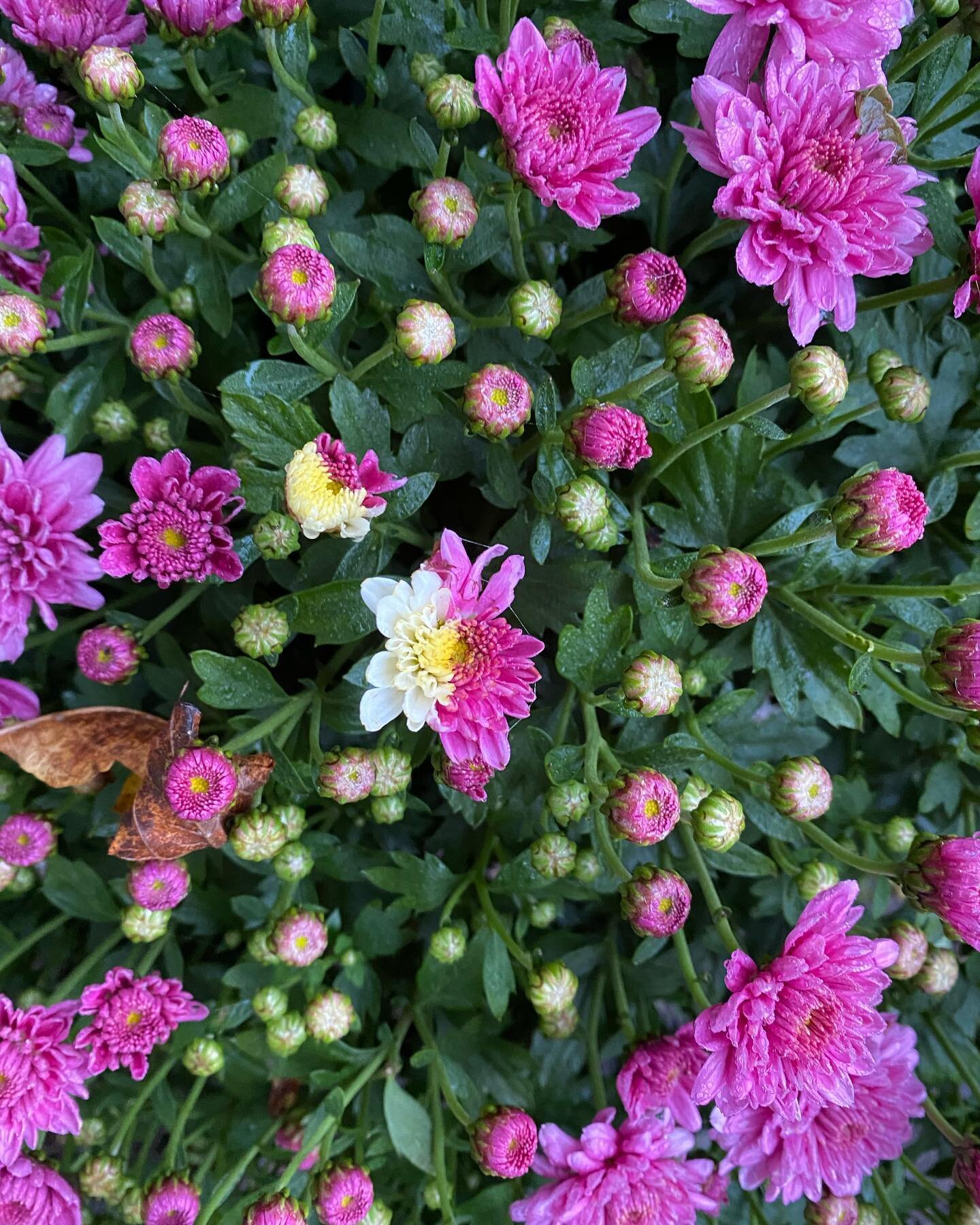 A chimera in bloom! A genetic mutation that is rare even in hybrids like this Chrysanthemum. In plant chimeras  distinct types of tissue may originate from the same zygote, and the difference is often due to mutation during ordinary cell division (Wi