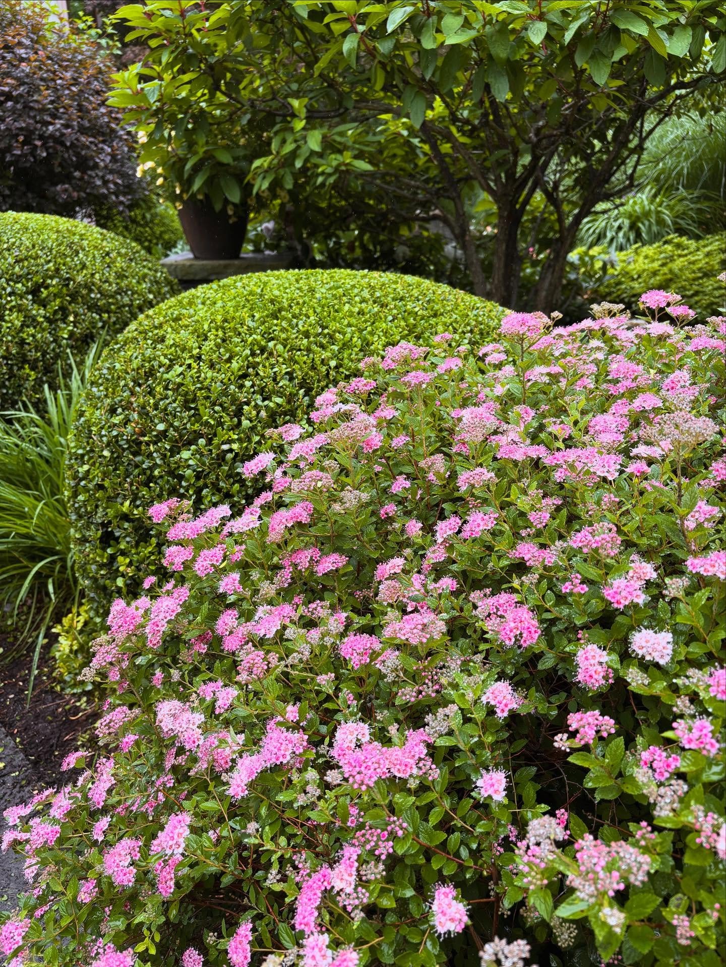 A beautiful glimpse into the gardens, a freshly trimmed Boxwood (Buxus sempervierens) and a bountiful display of blooms of the Spirea! #finegardening #horticulture #pruning #hedgetrimming #landscaping