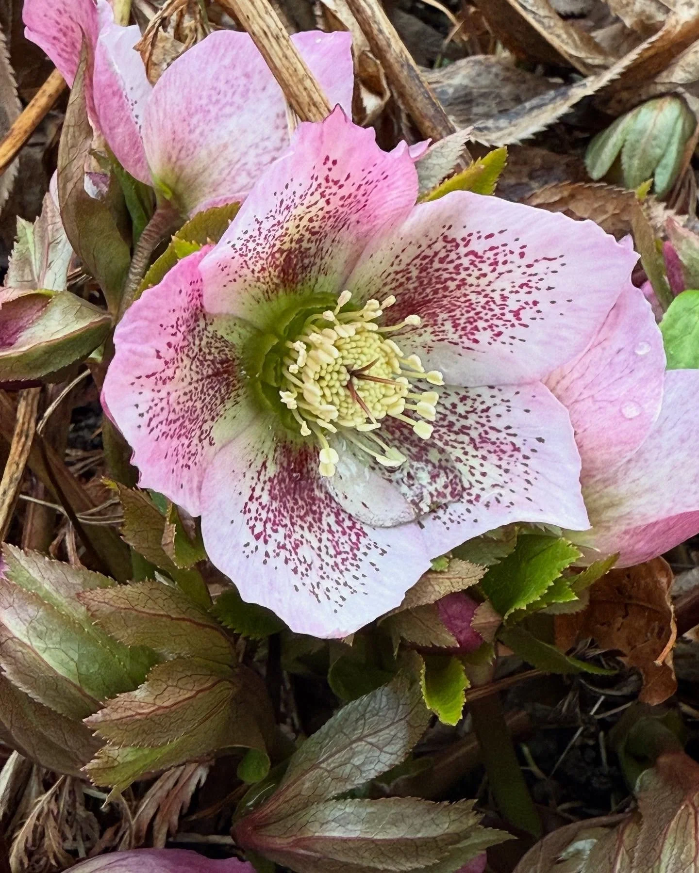 Special things are starting to happen around town. The first flowers are emerging, we&rsquo;re hearing more birds in the morning, and we&rsquo;re about to get creative with some beautiful spring annuals! 

What signs of spring have you been noticing 