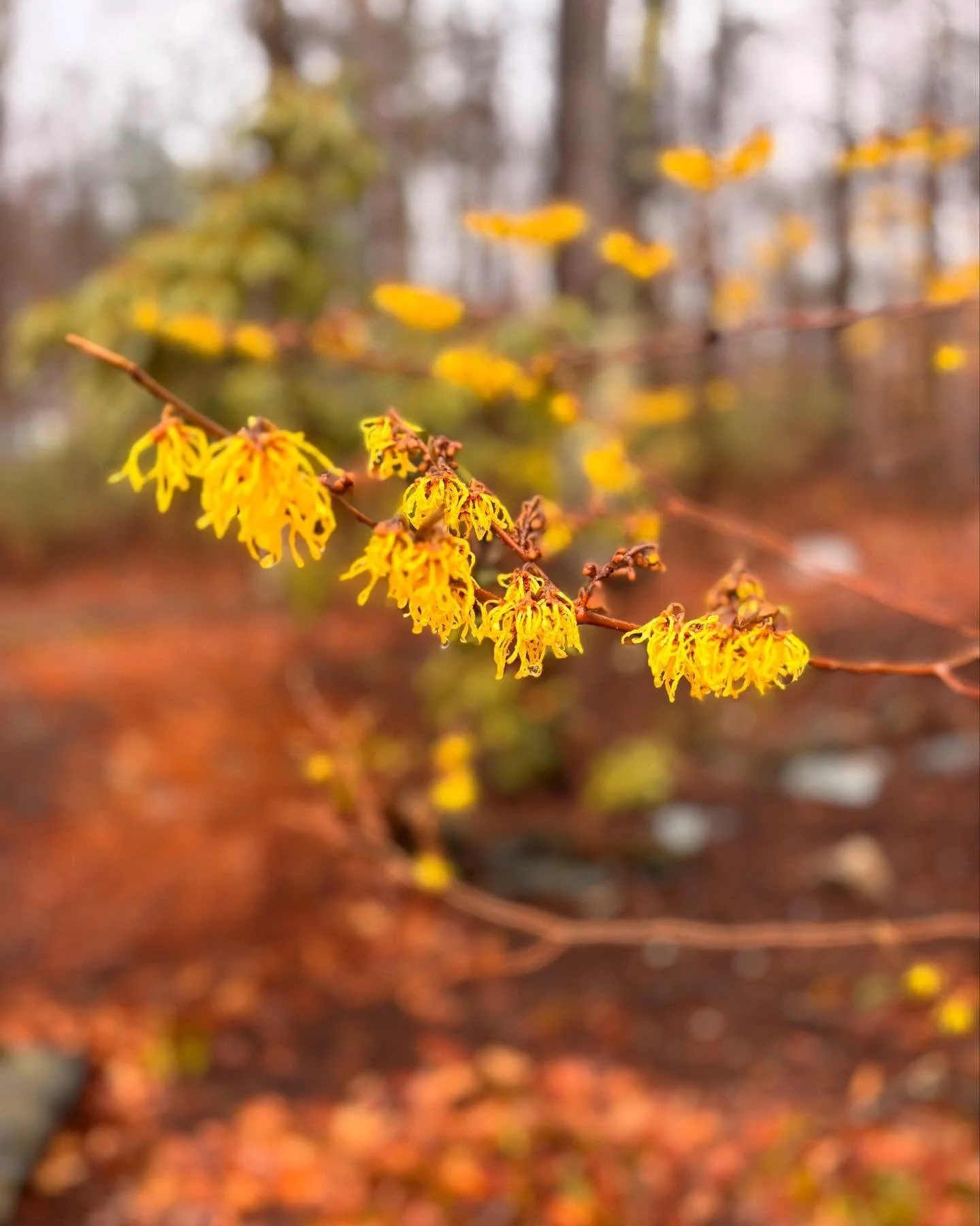 Spring is showing its colors and more to come- looking forward to days in the landscape; enjoying the colors emerging from the grey hues of winter slowly retreating. #nature #spring #landscaping #gardening