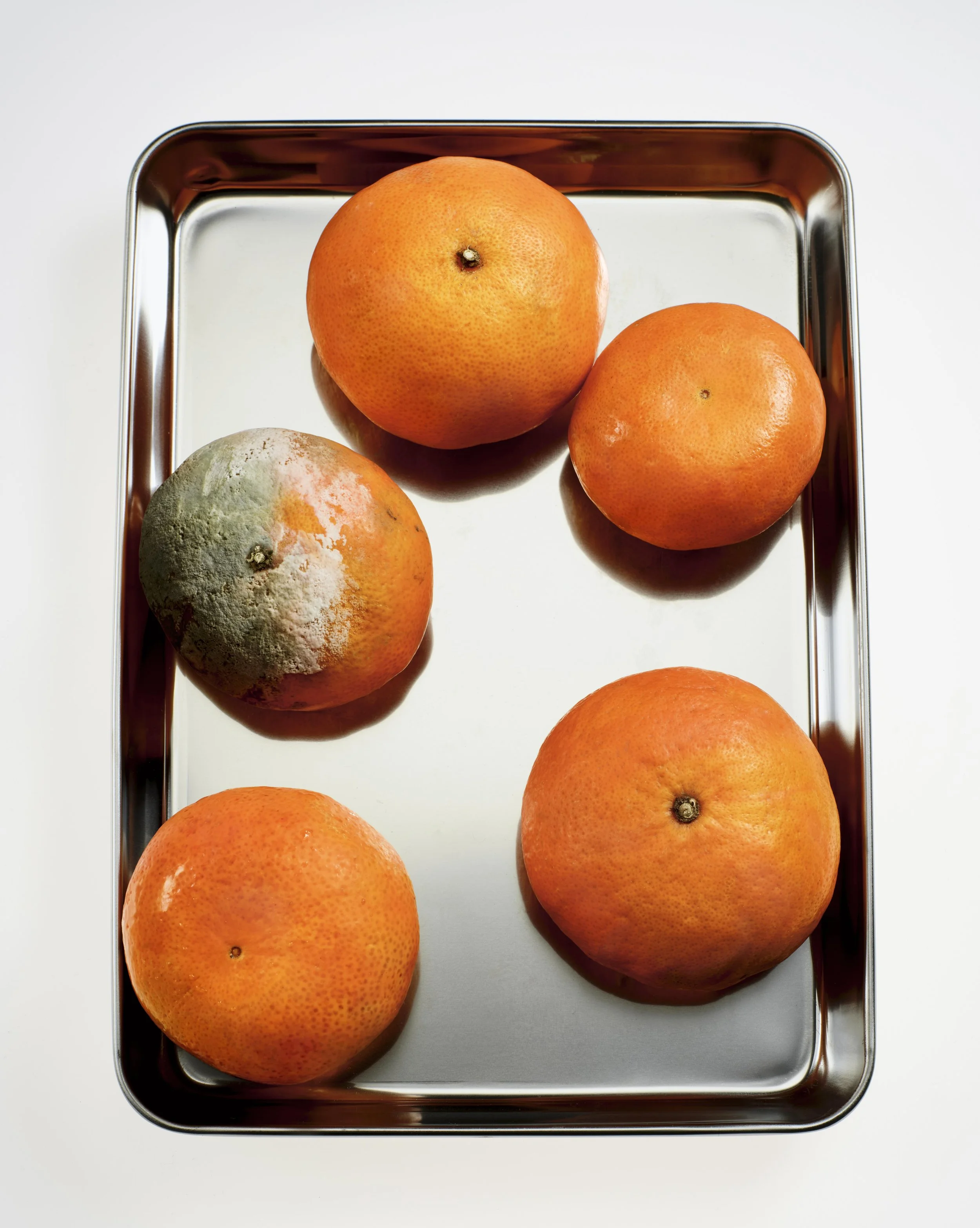 Lab_Shot_13_Senescence_Analogy_4357_A_moldy1.jpg