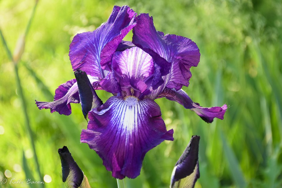 Iris