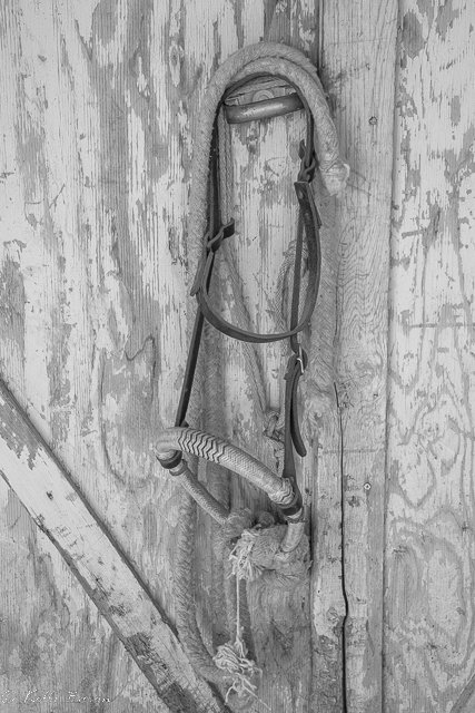 Black and White Bosal