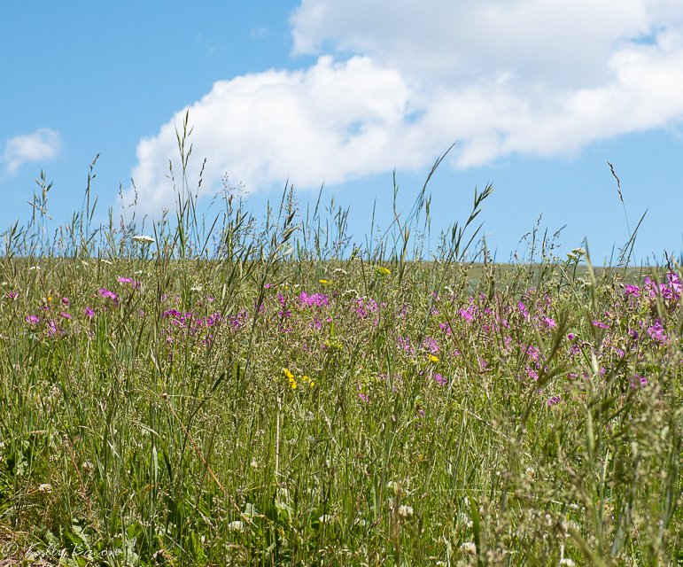 DSC_0406.jpg