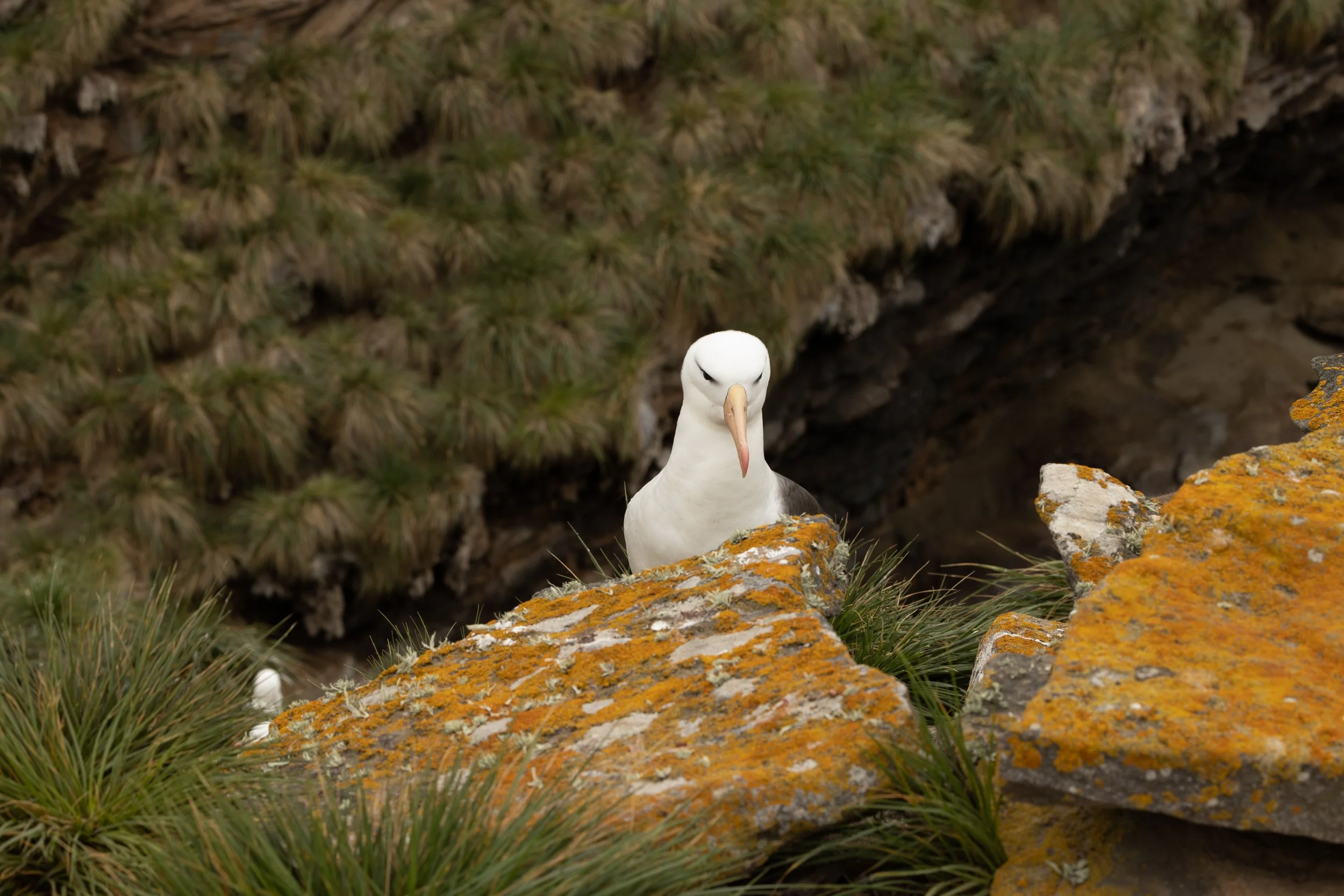 Blog 2 Fauklands-39.jpg