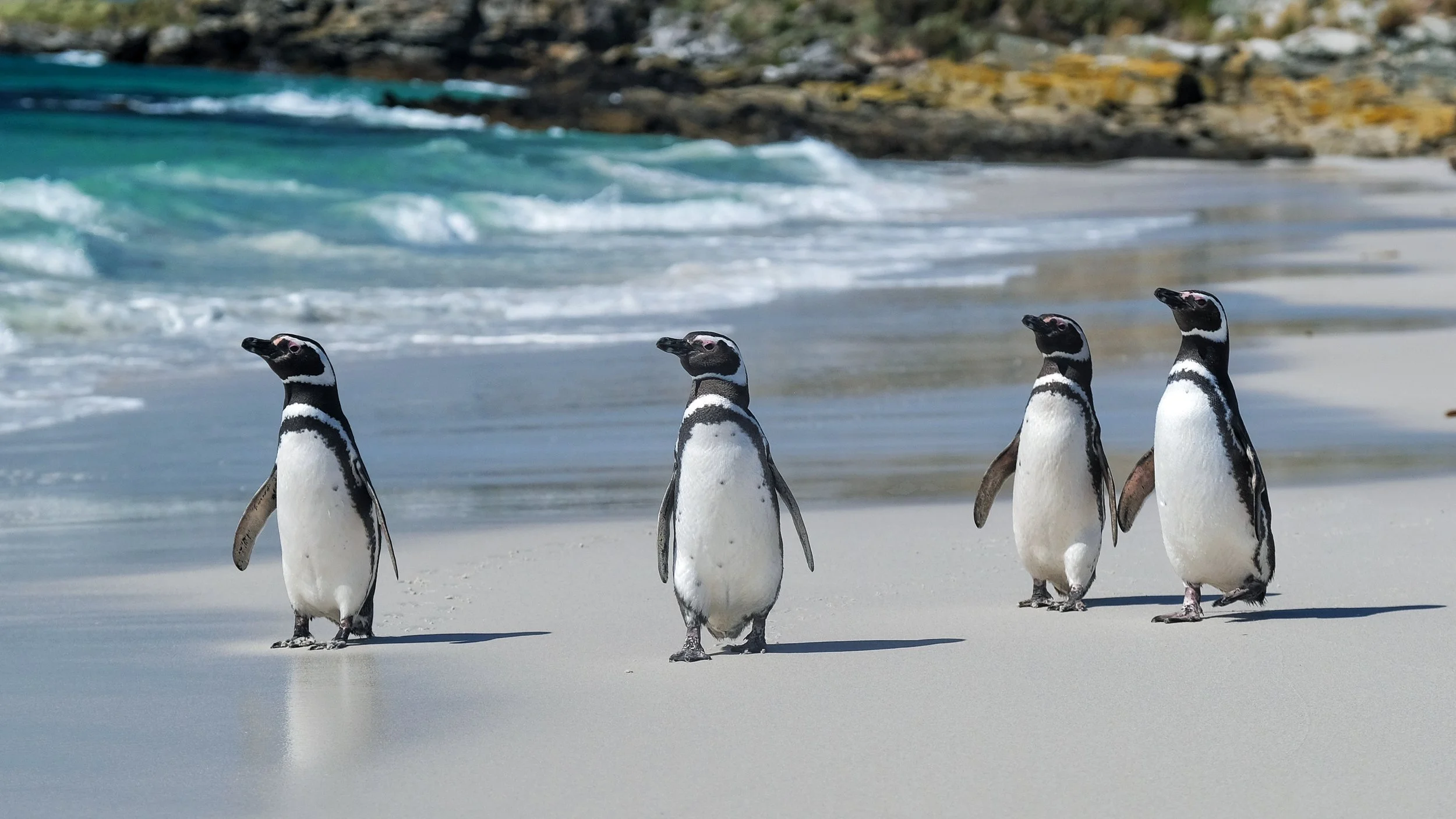 Blog 2 Fauklands-4.jpg