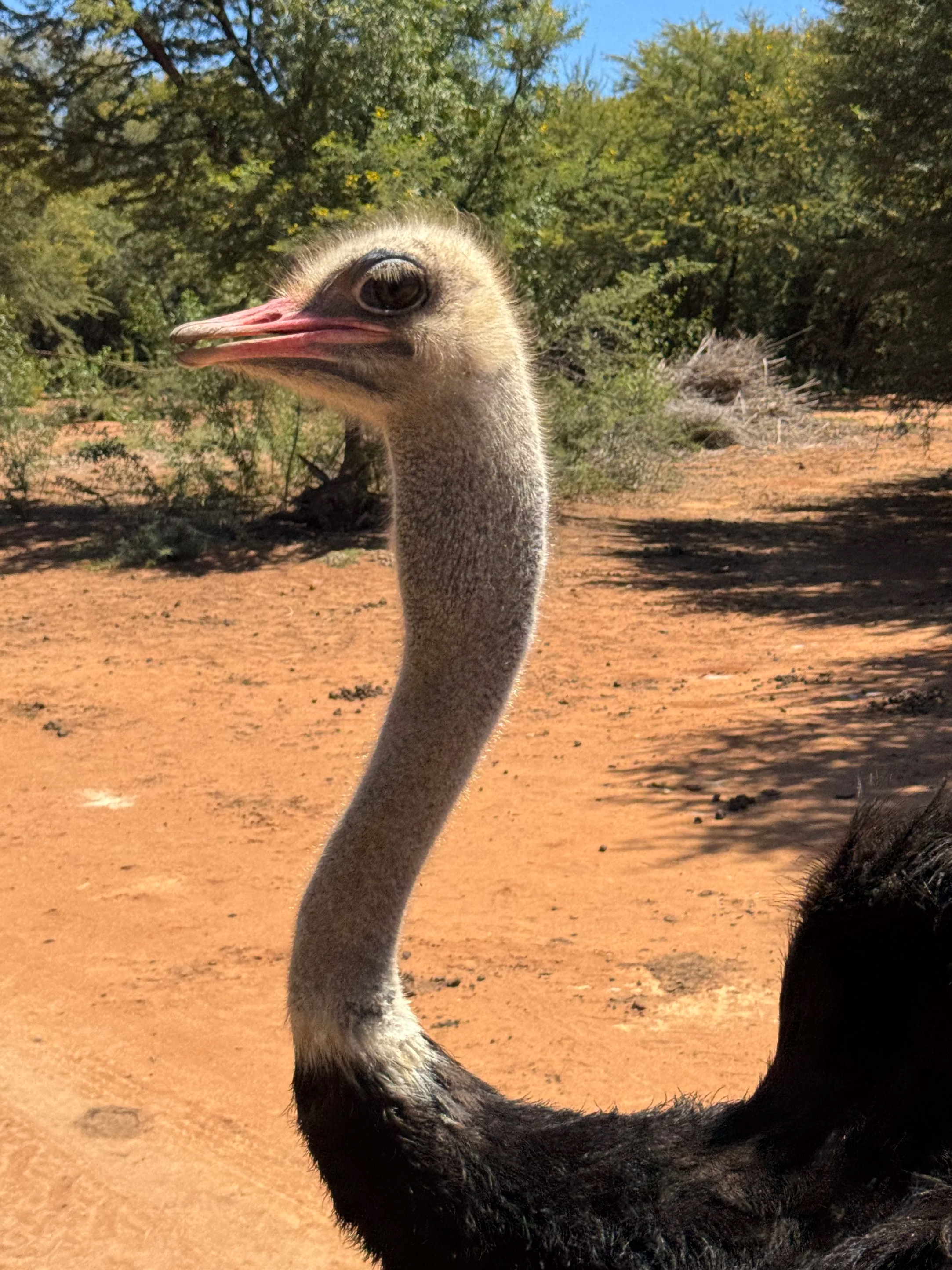 Caves, Ostriches, &amp; Elephants