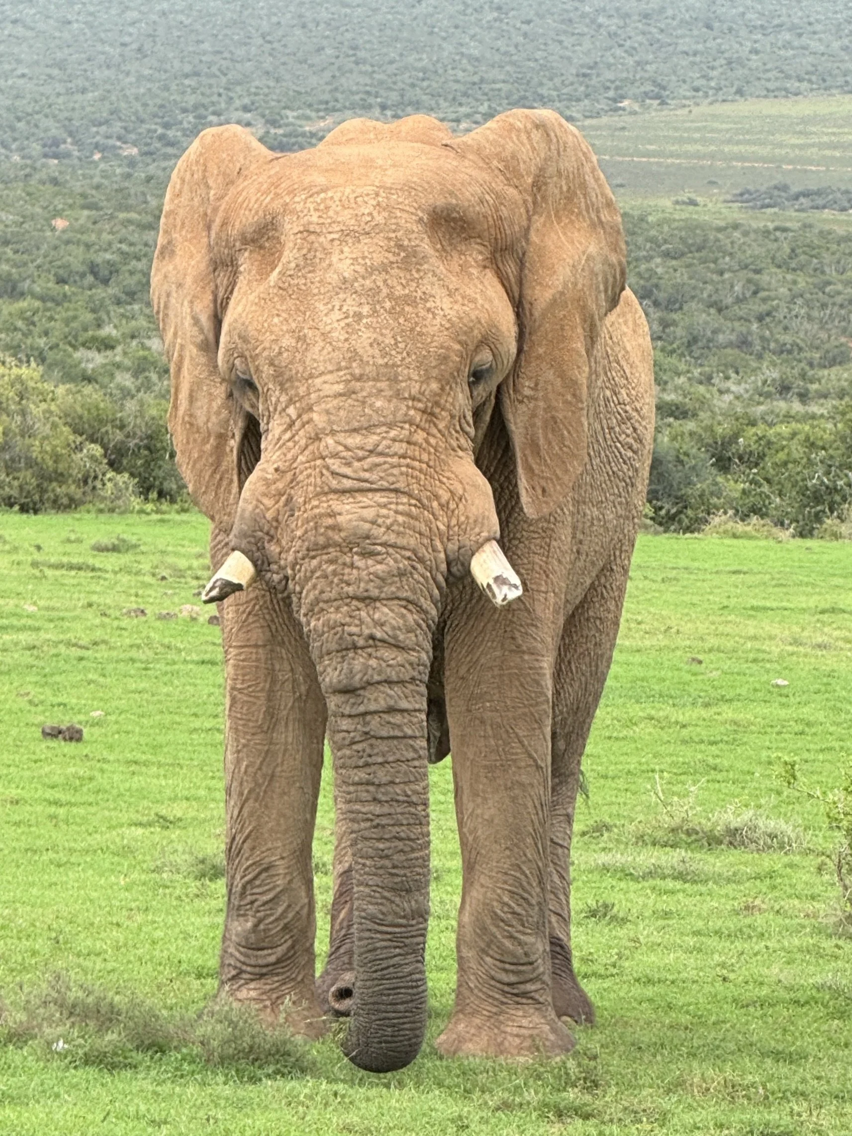 Elephants &amp; Zebras, Oh My