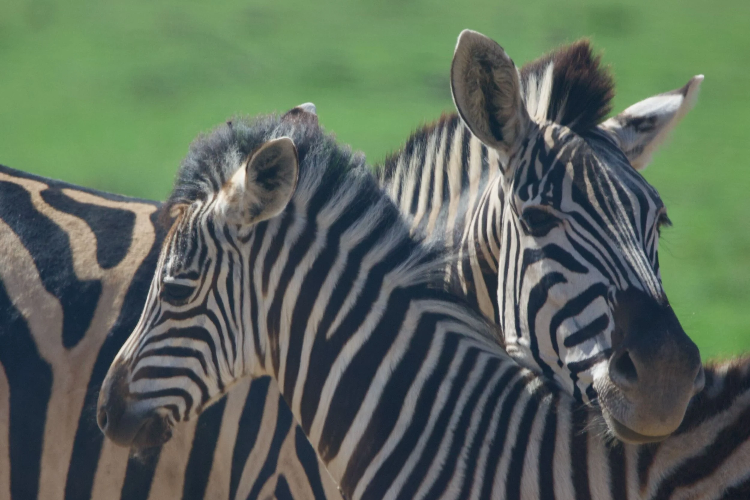 Untitled - 19 of 25.jpeg