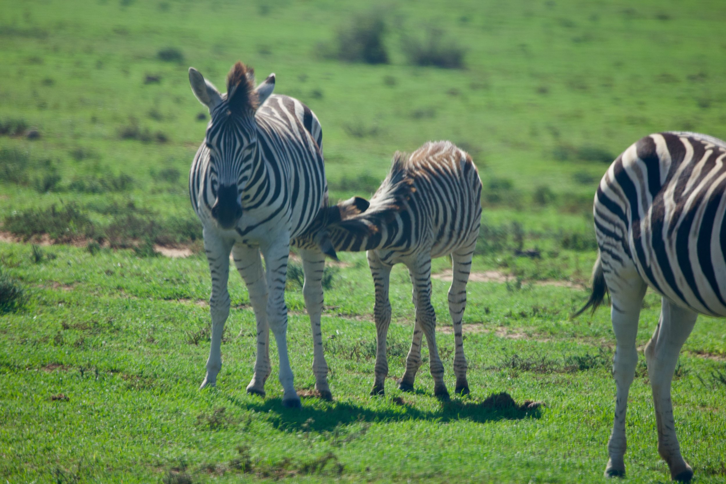 Untitled - 18 of 25.jpeg