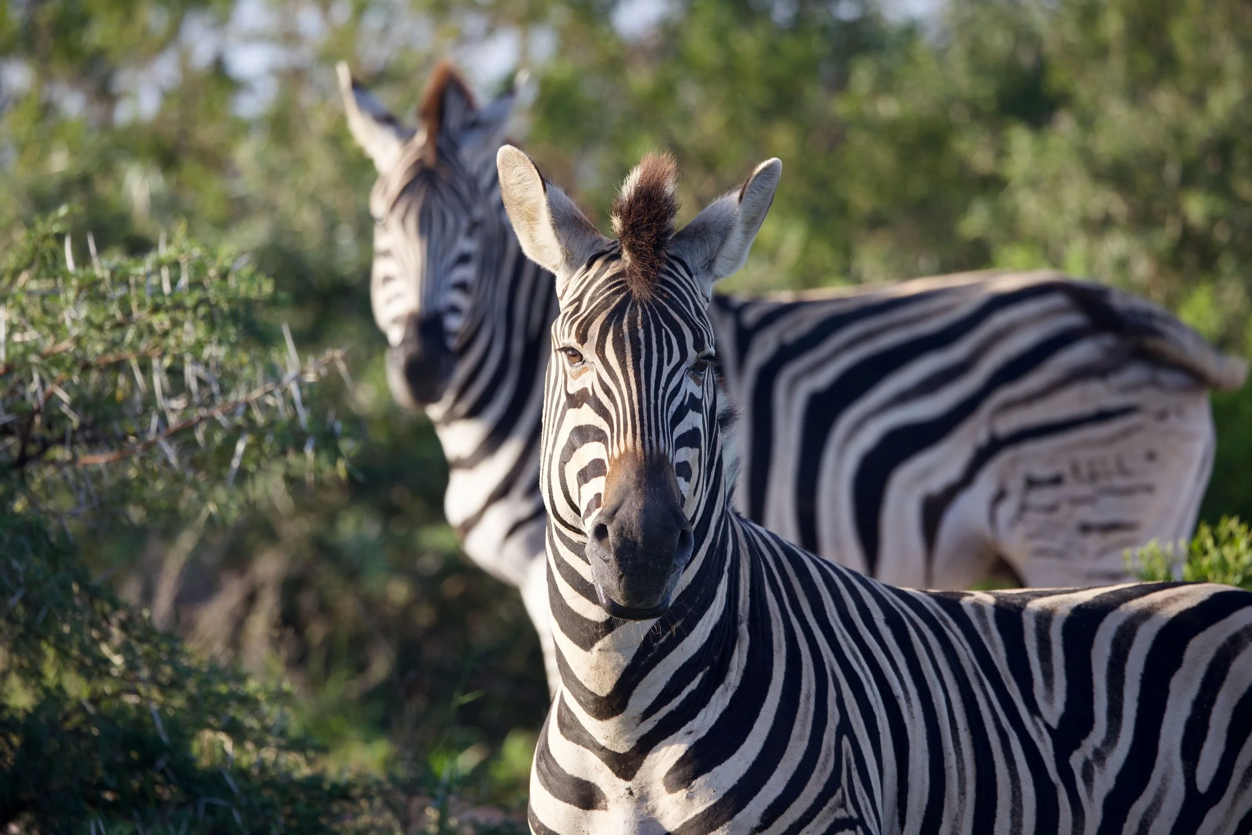 Untitled - 10 of 10.jpeg