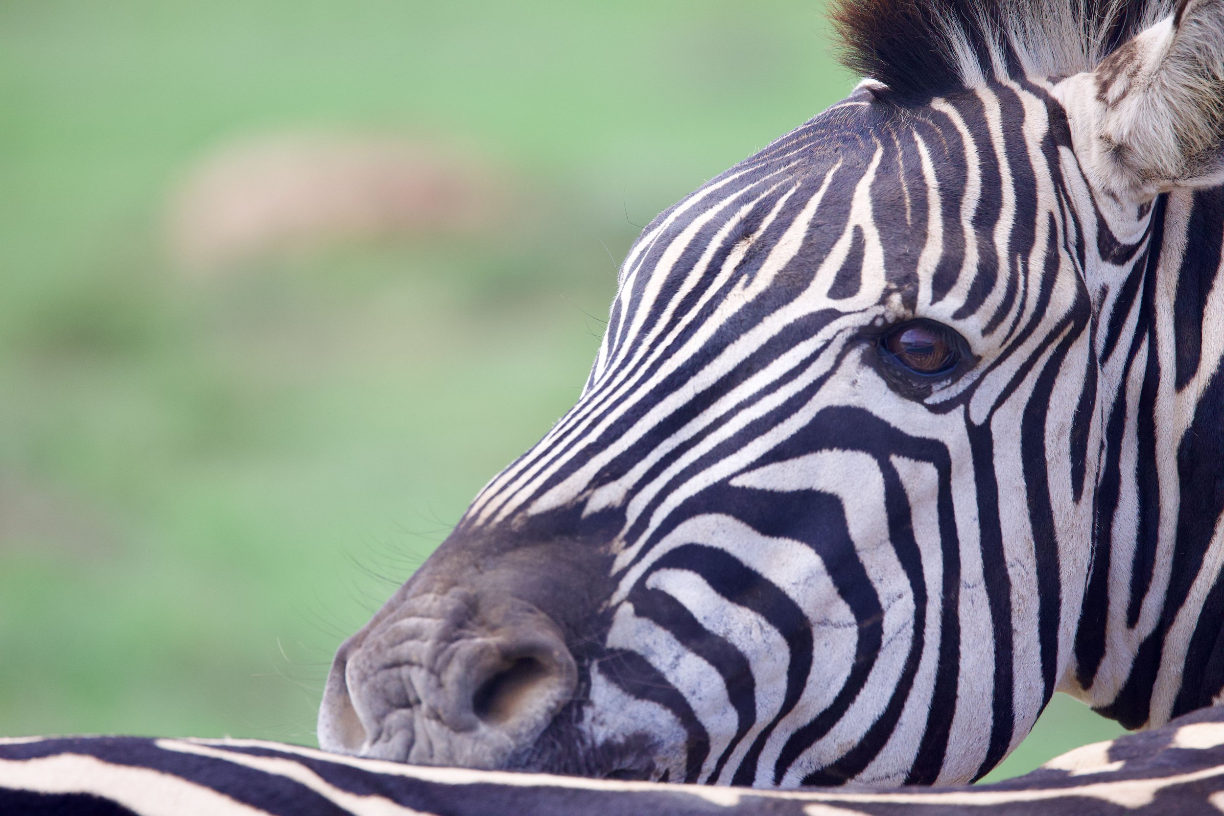 Untitled - 6 of 10.jpeg