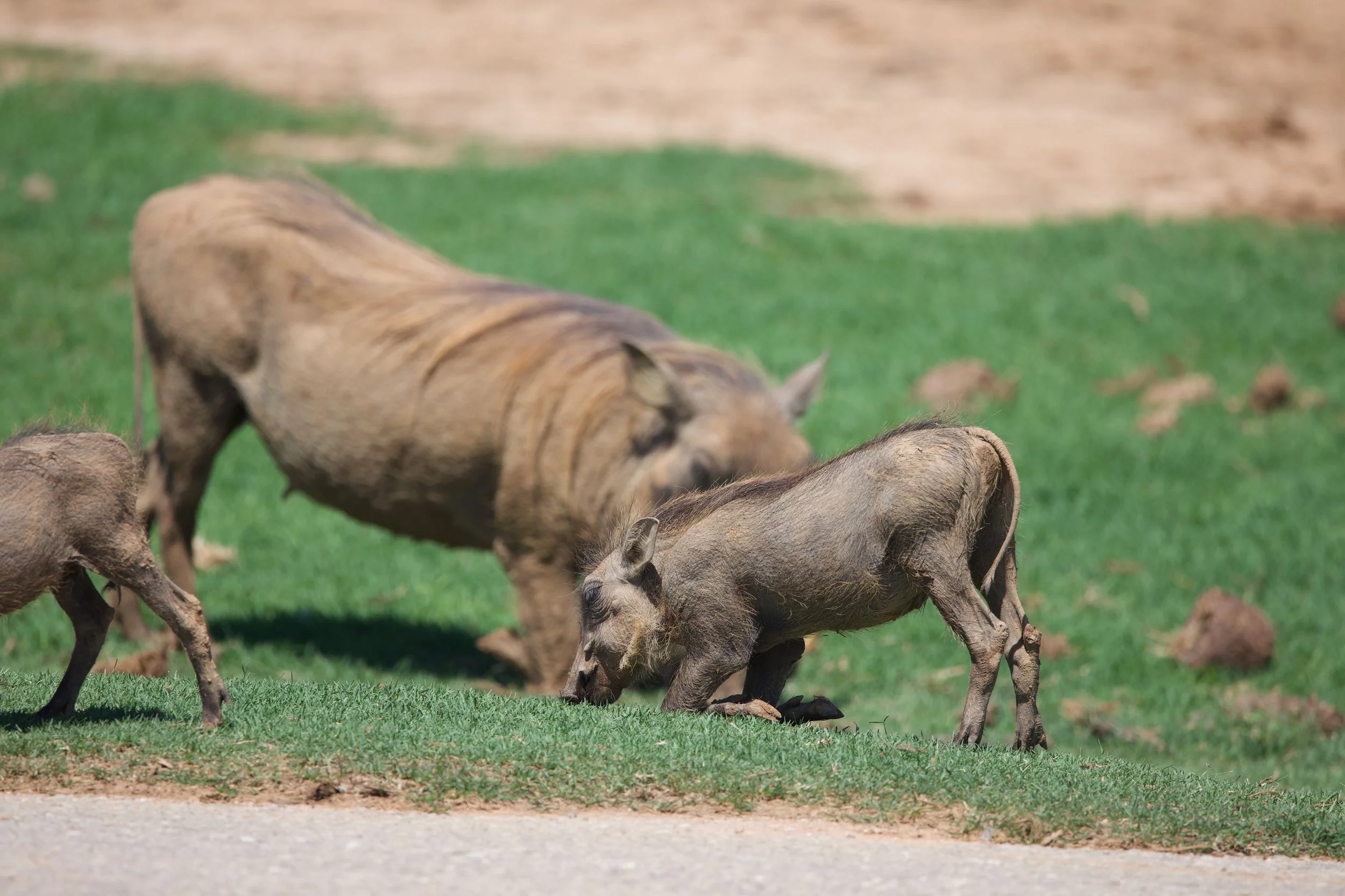 Untitled - 24 of 25.jpeg