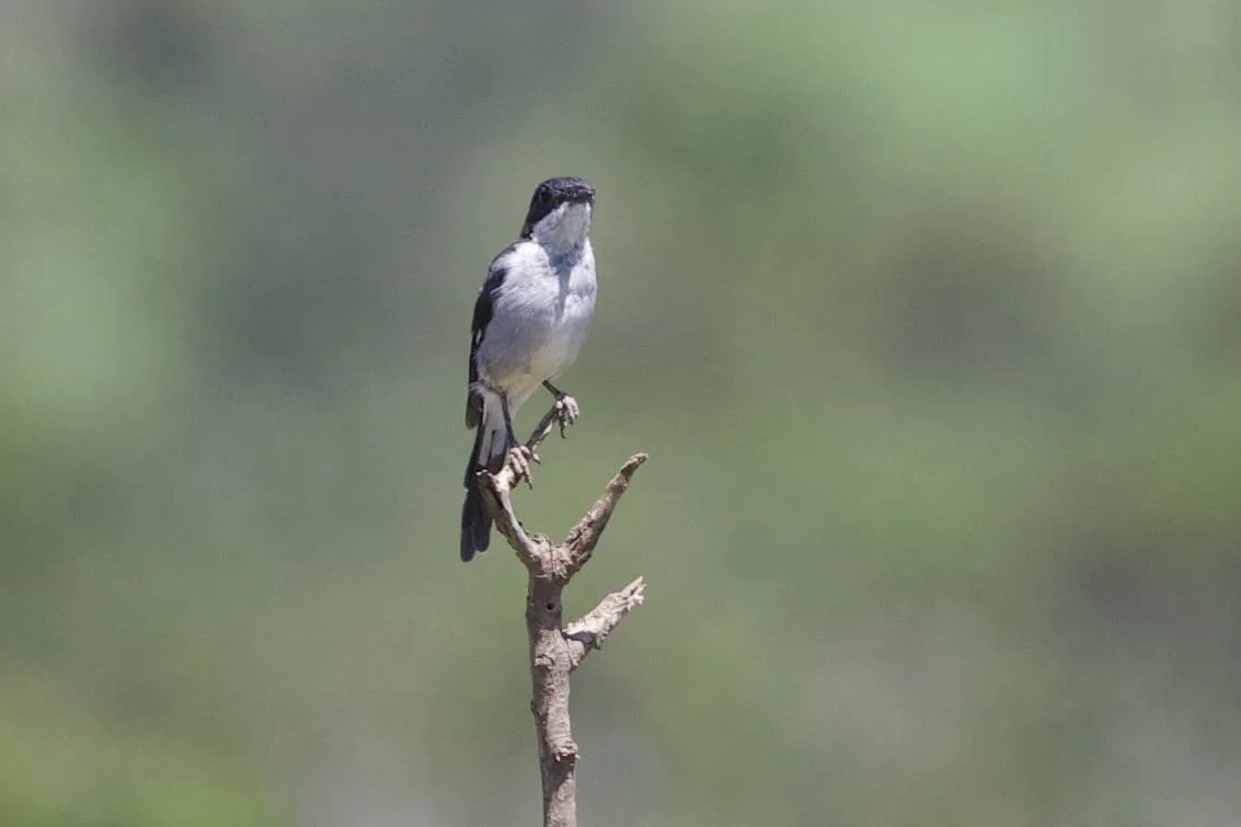 Untitled - 23 of 25.jpeg