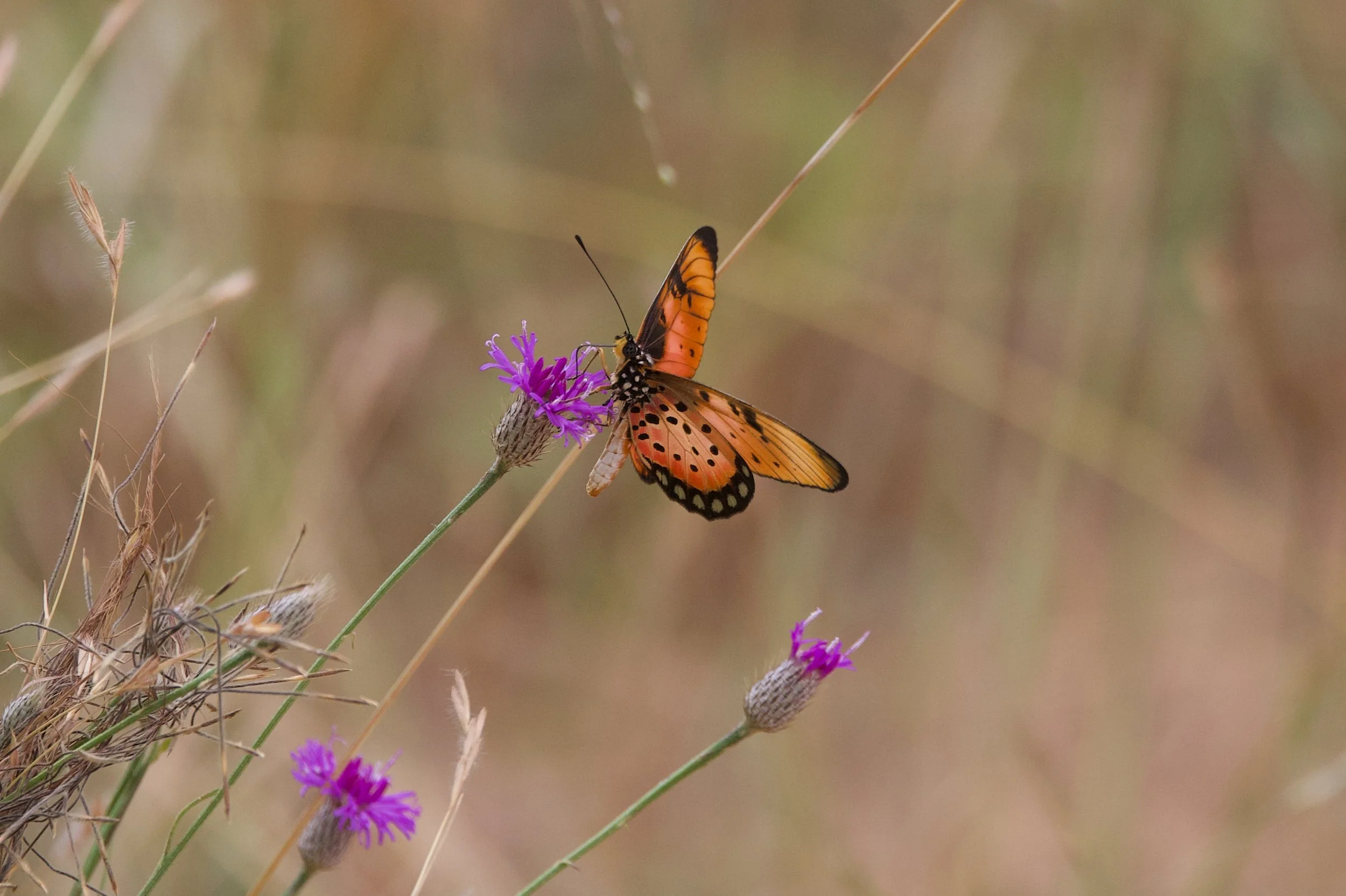 Untitled - 9 of 9.jpg