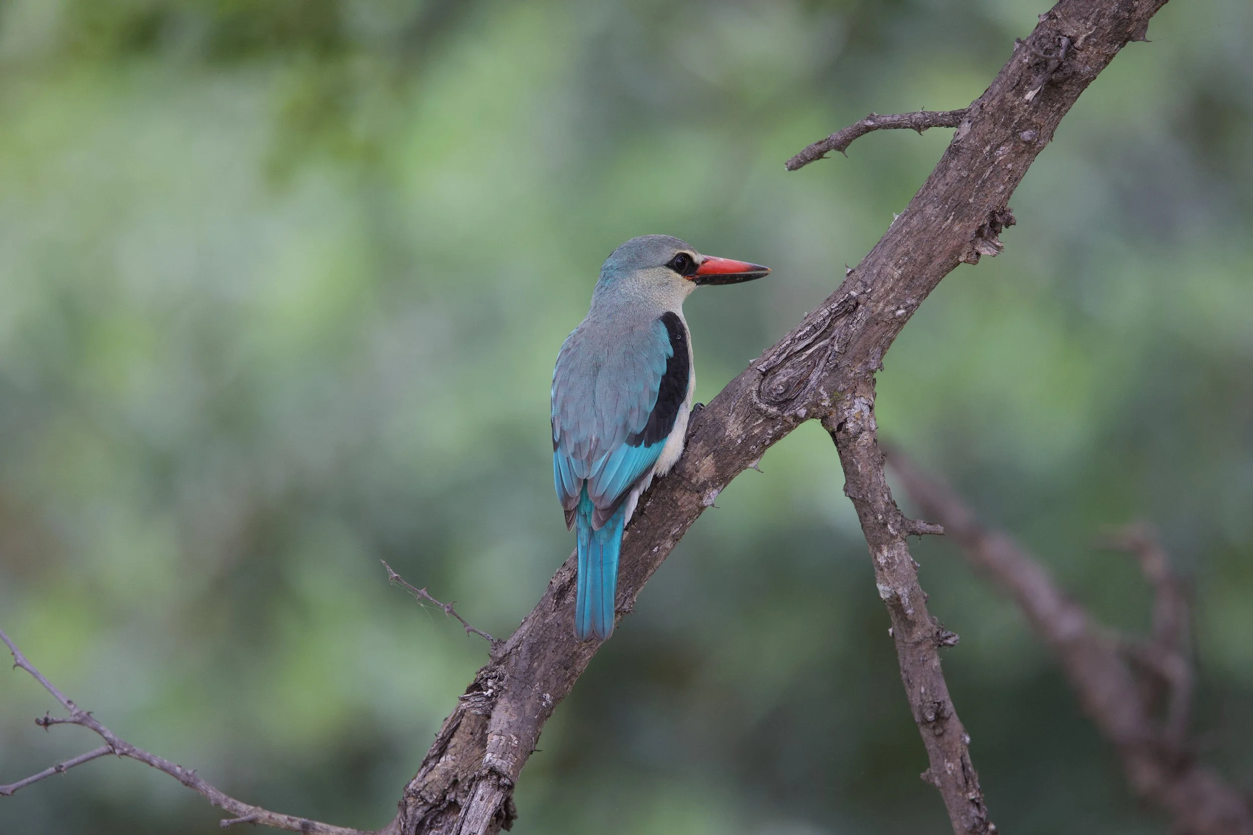 All Results - 1 of 1.jpg