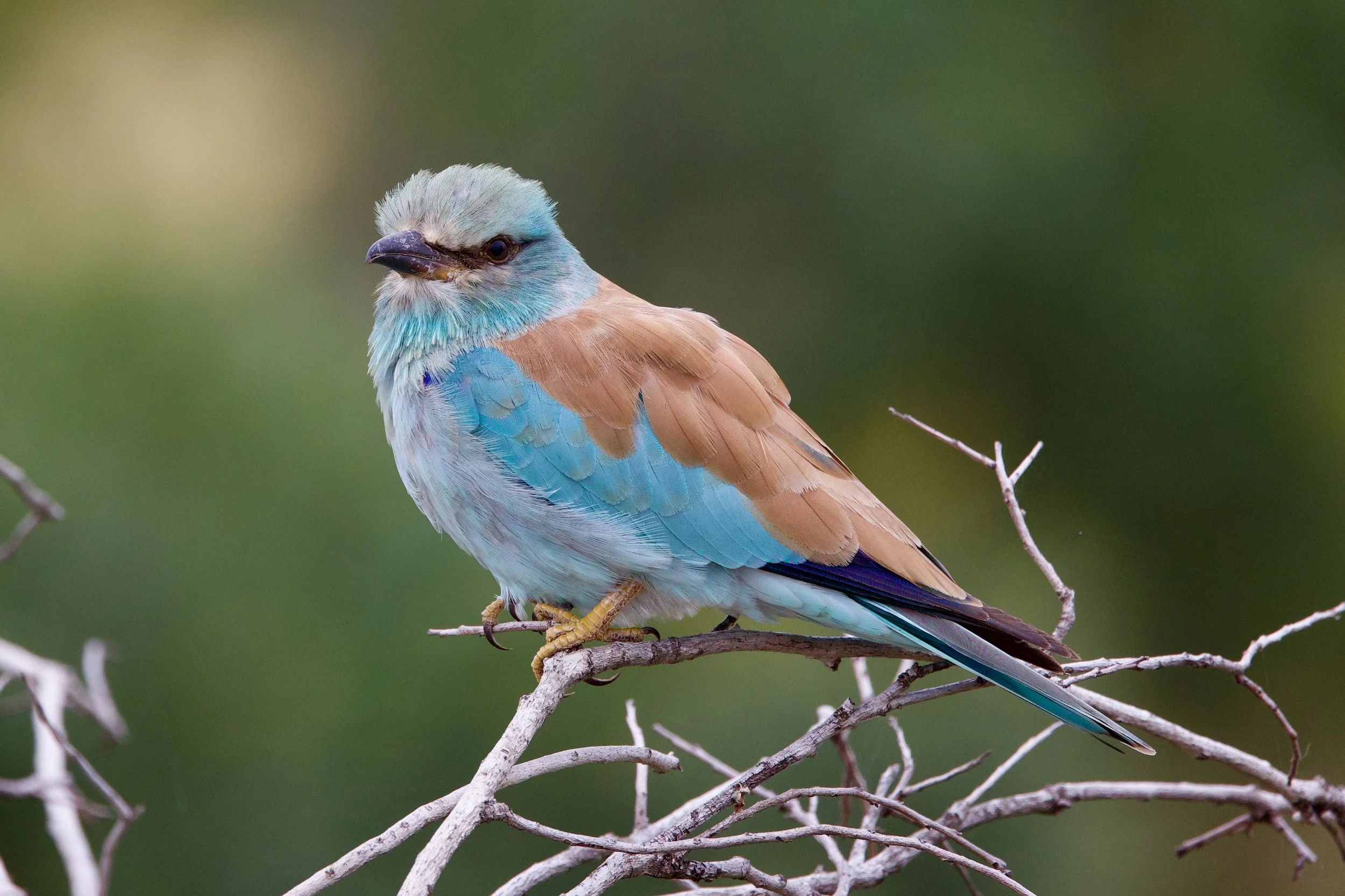 Untitled - 1 of 1 (1).jpg