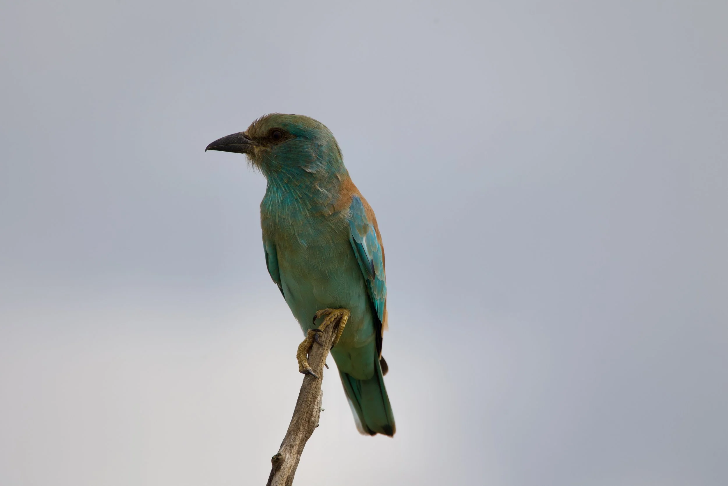 Untitled - 7 of 8.jpg