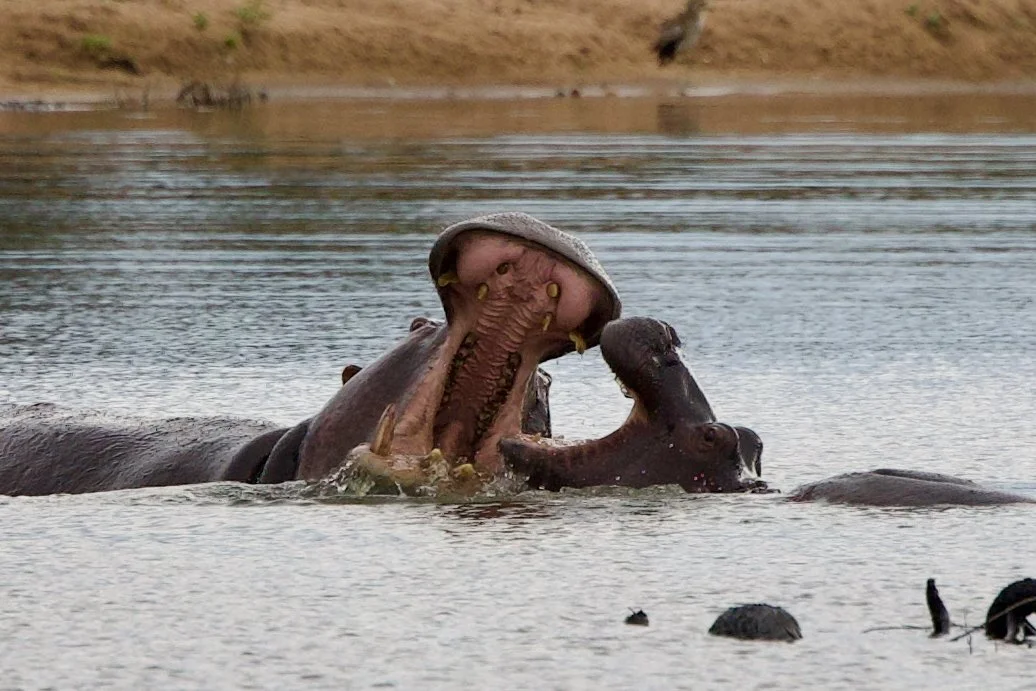 Untitled - 2 of 2.jpg