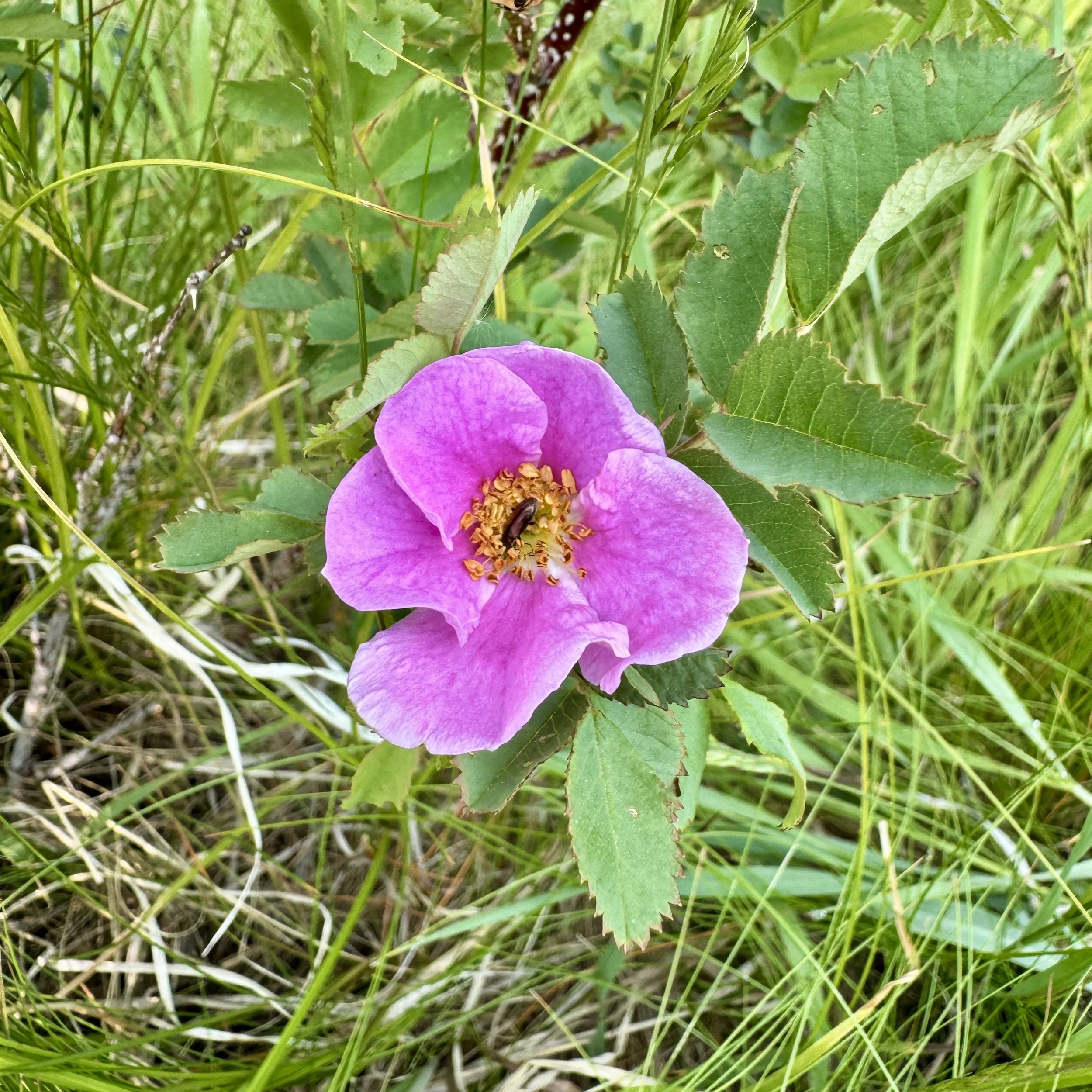 IMG_2307.JPG
