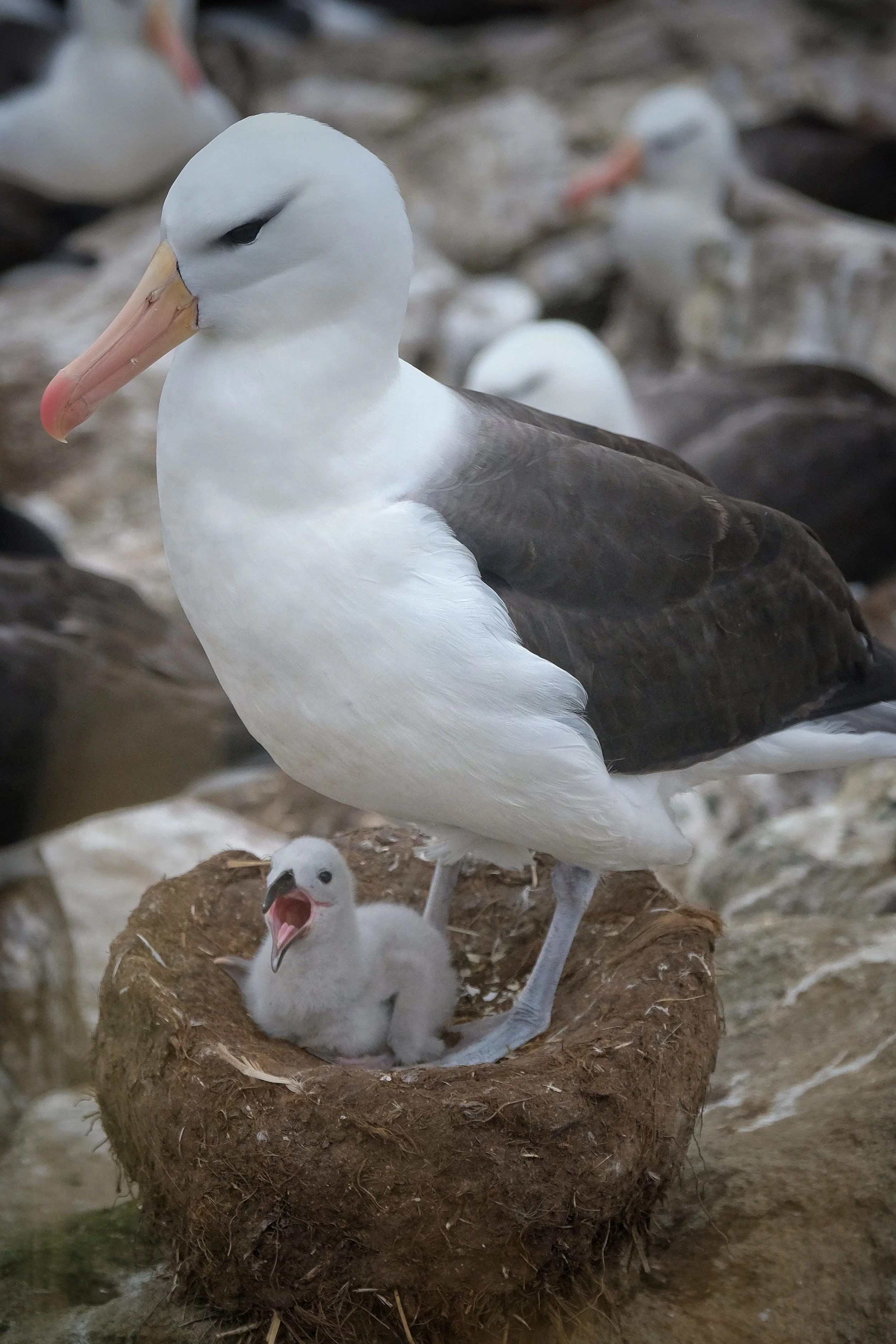 Blog 2 Fauklands-20.jpg