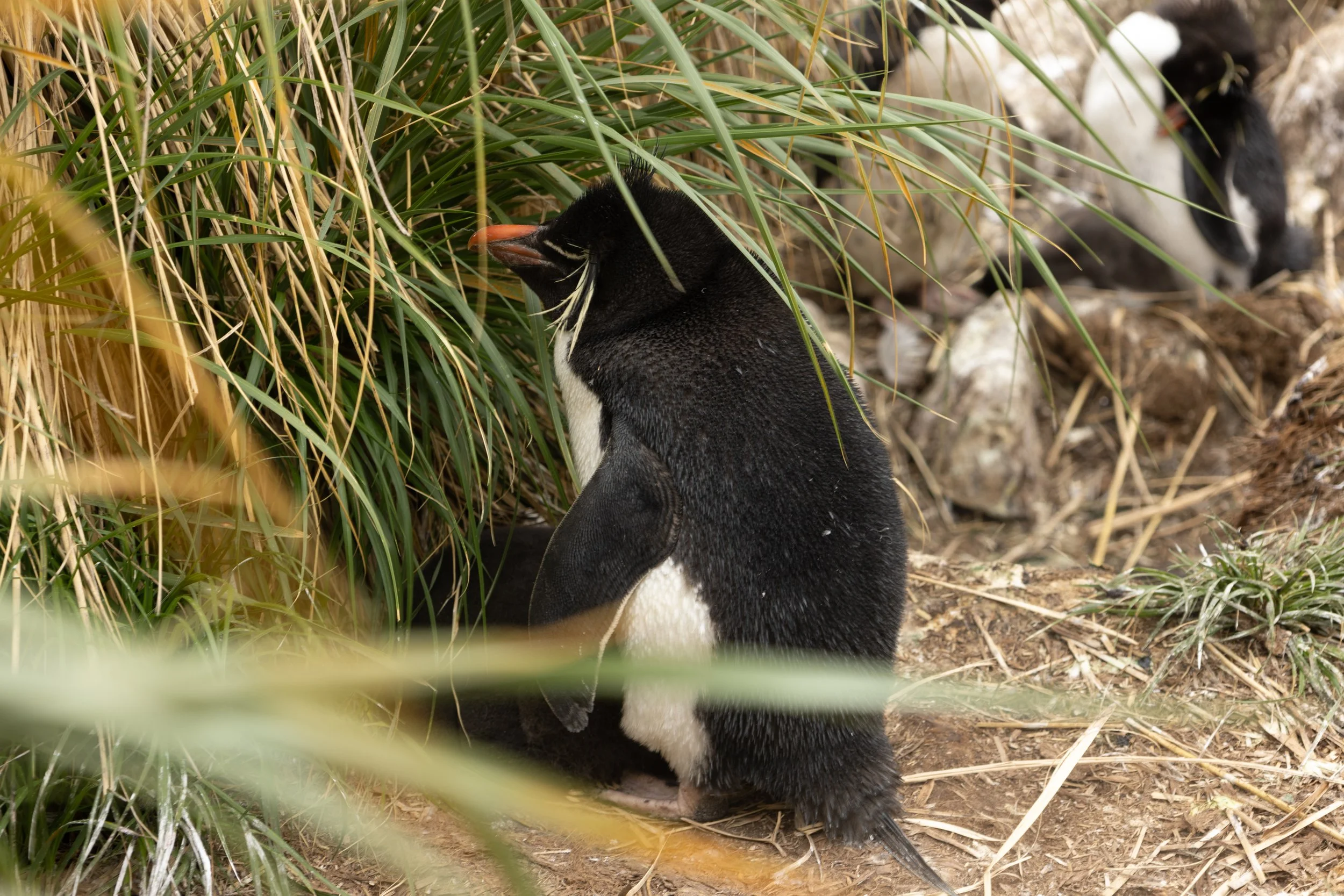 Blog 2 Fauklands-25.jpg