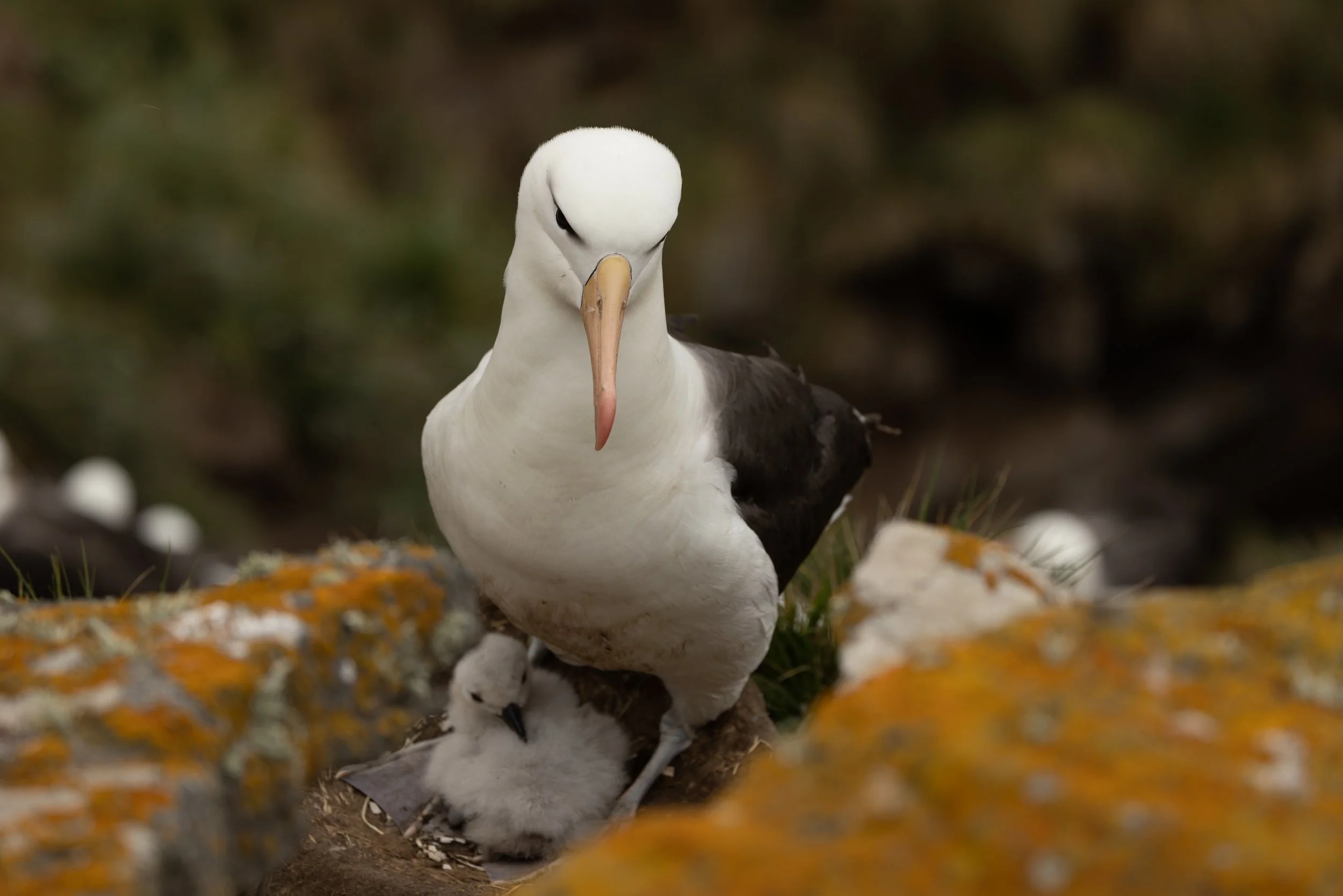 Blog 2 Fauklands-40.jpg