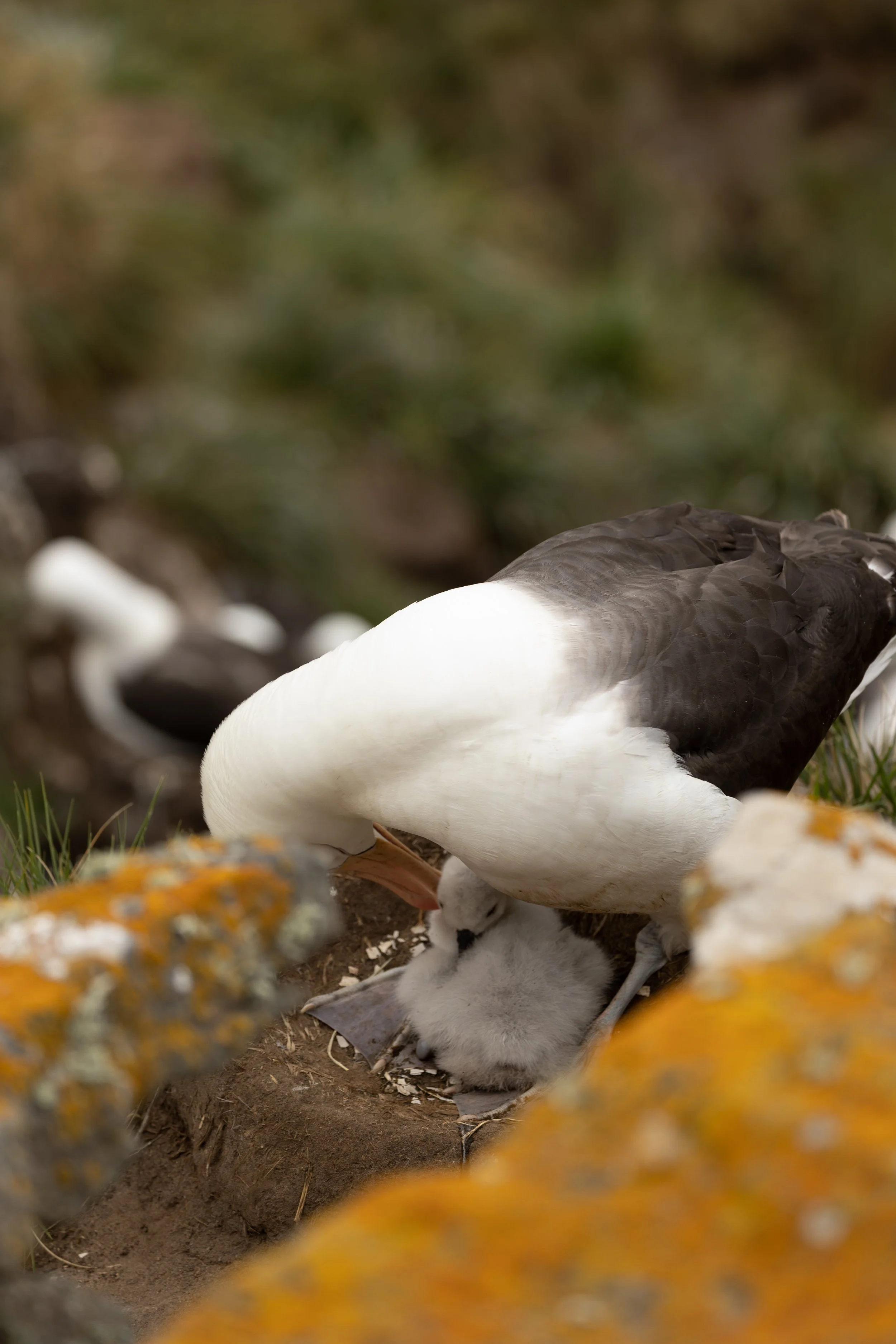 Blog 2 Fauklands-41.jpg