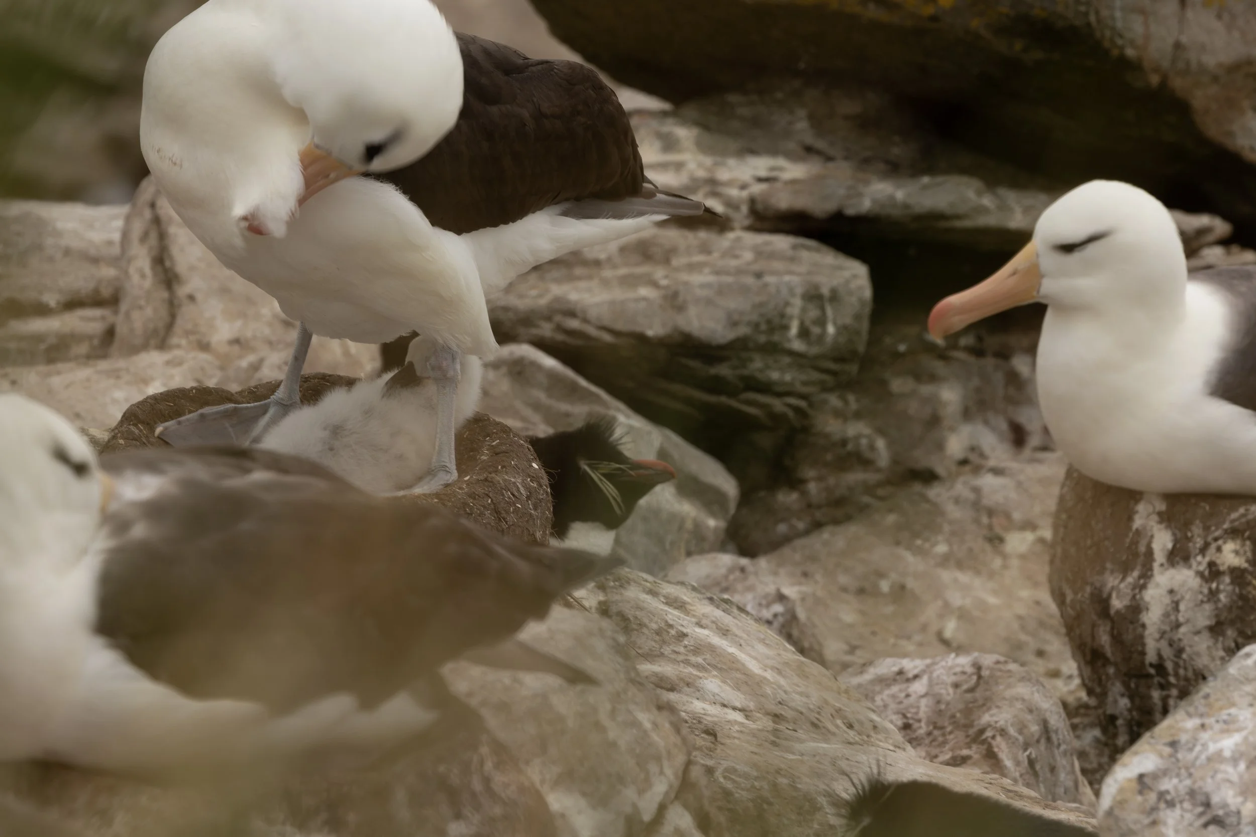 Blog 2 Fauklands-36.jpg